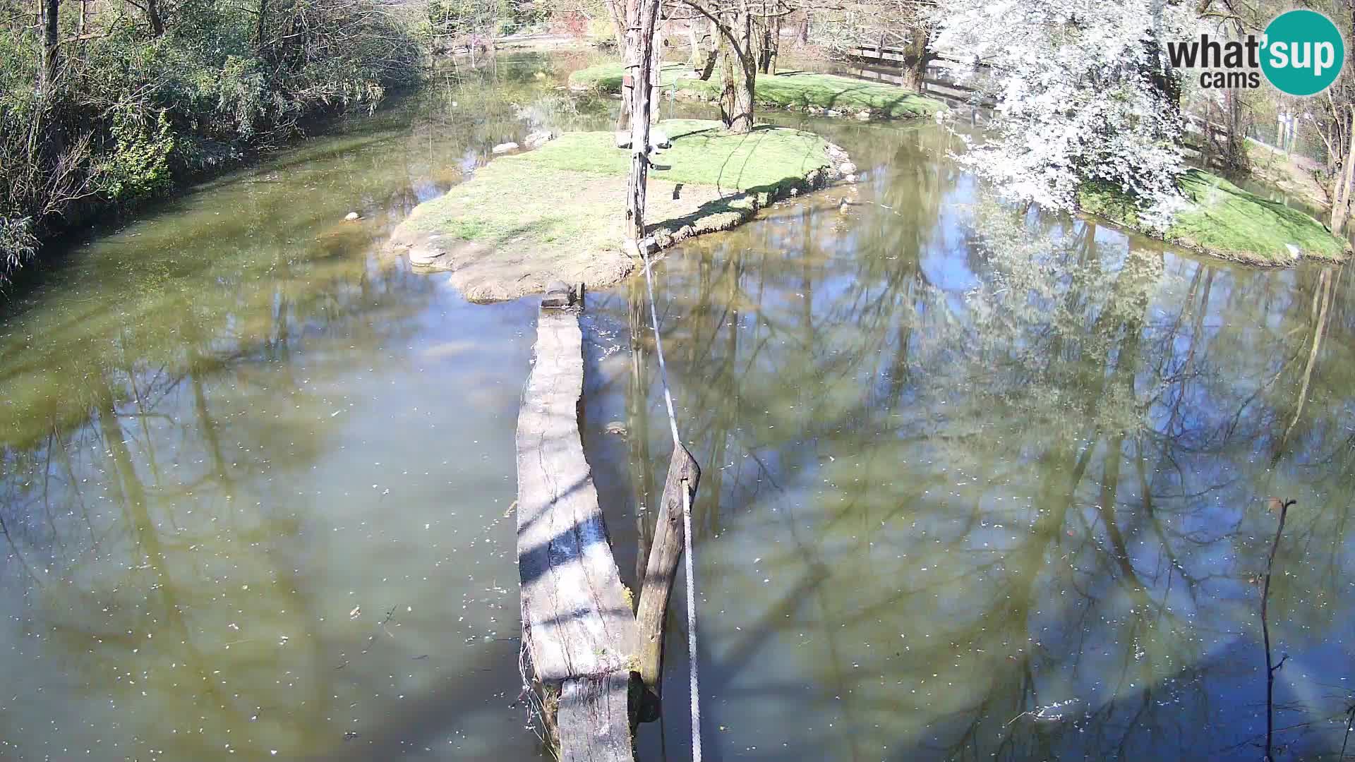 Schwarzweiße Vari Zoo Ljubljana webcam
