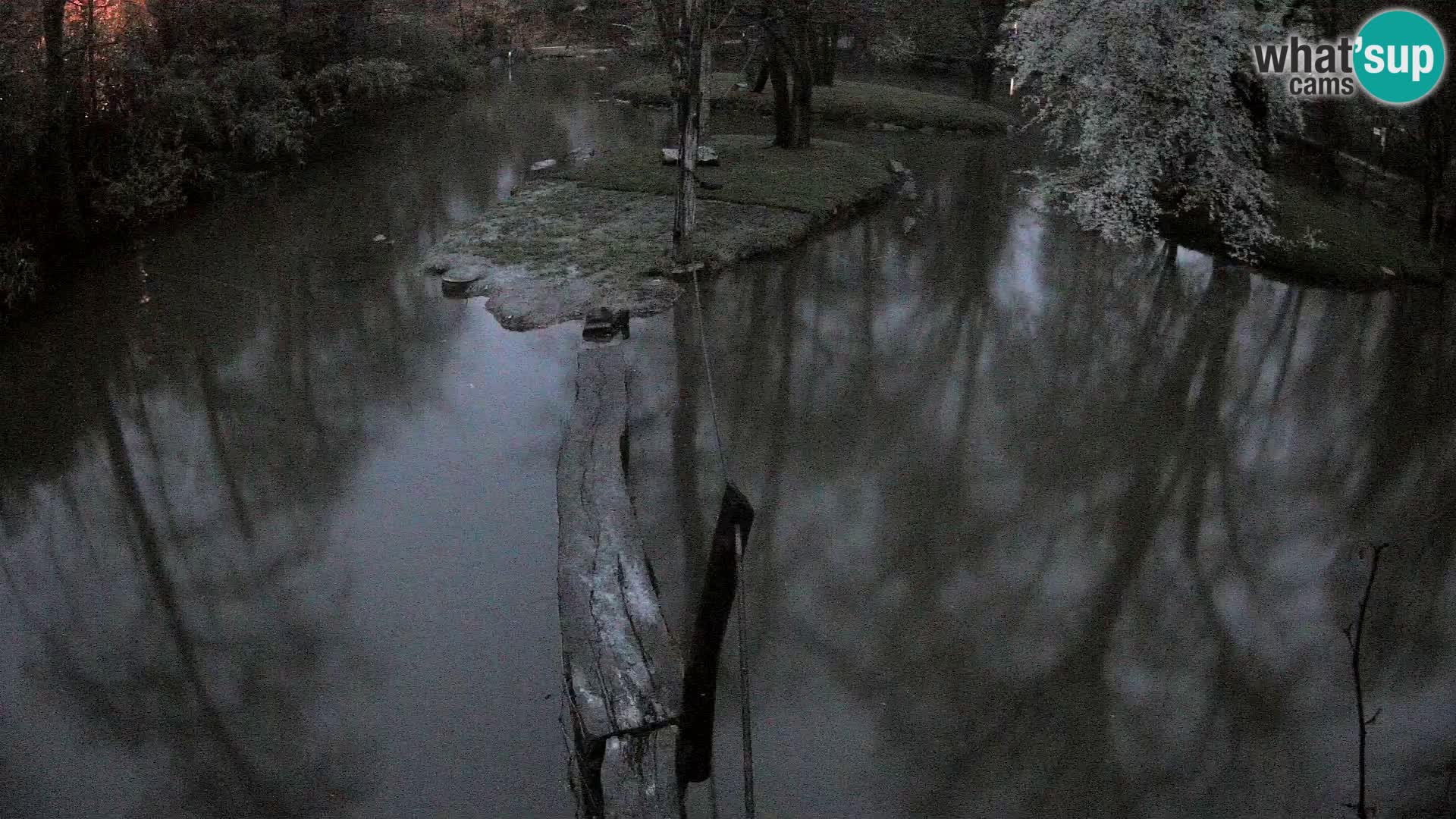 Lémur rufo blanco y negro – Ljubljana Zoo en vivo