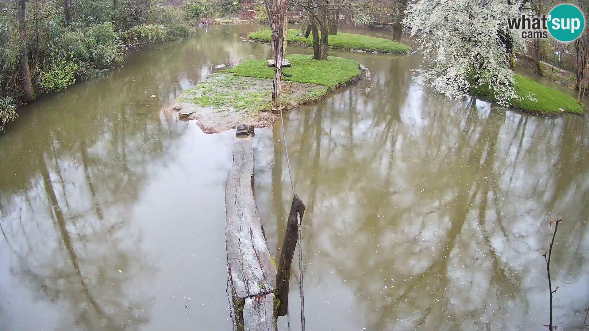 Schwarzweiße Vari Zoo Ljubljana webcam