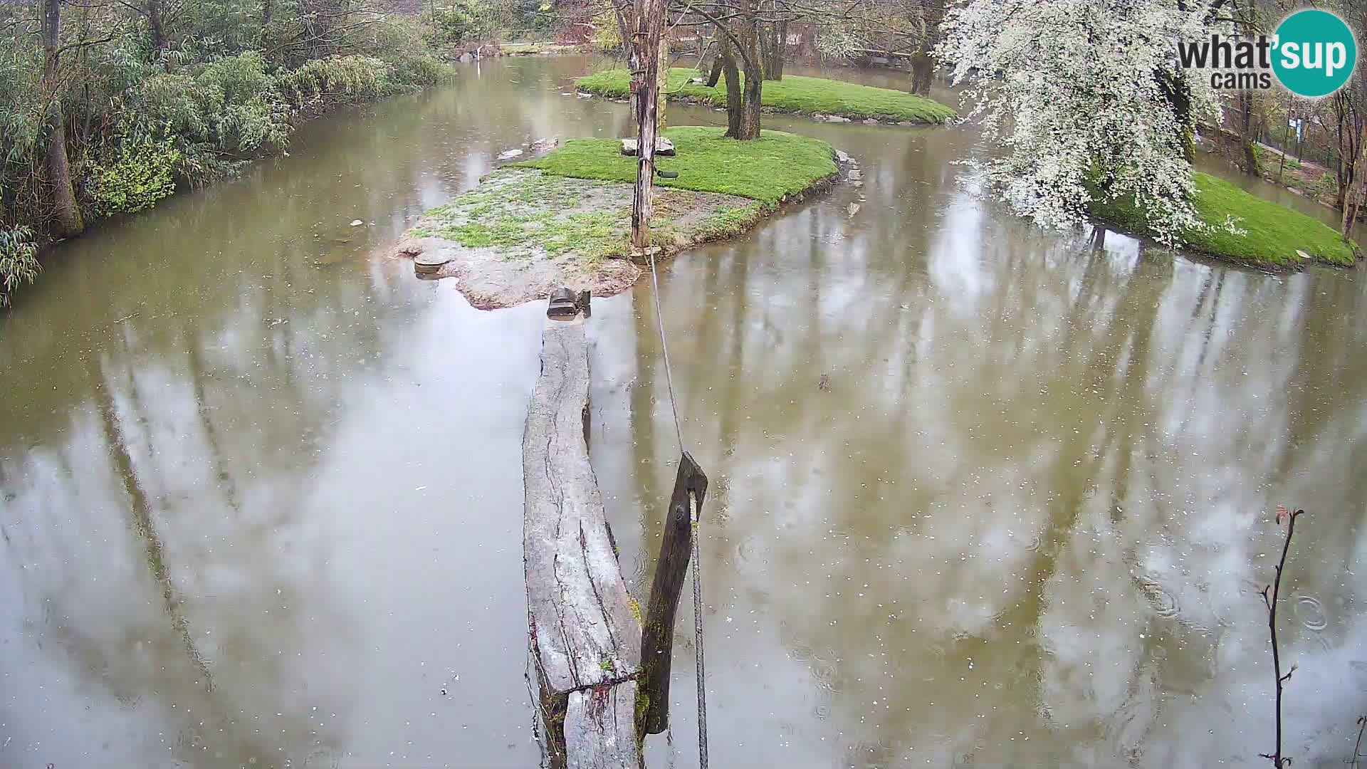 Navadni vari v živo – Ljubljana živalski vrt