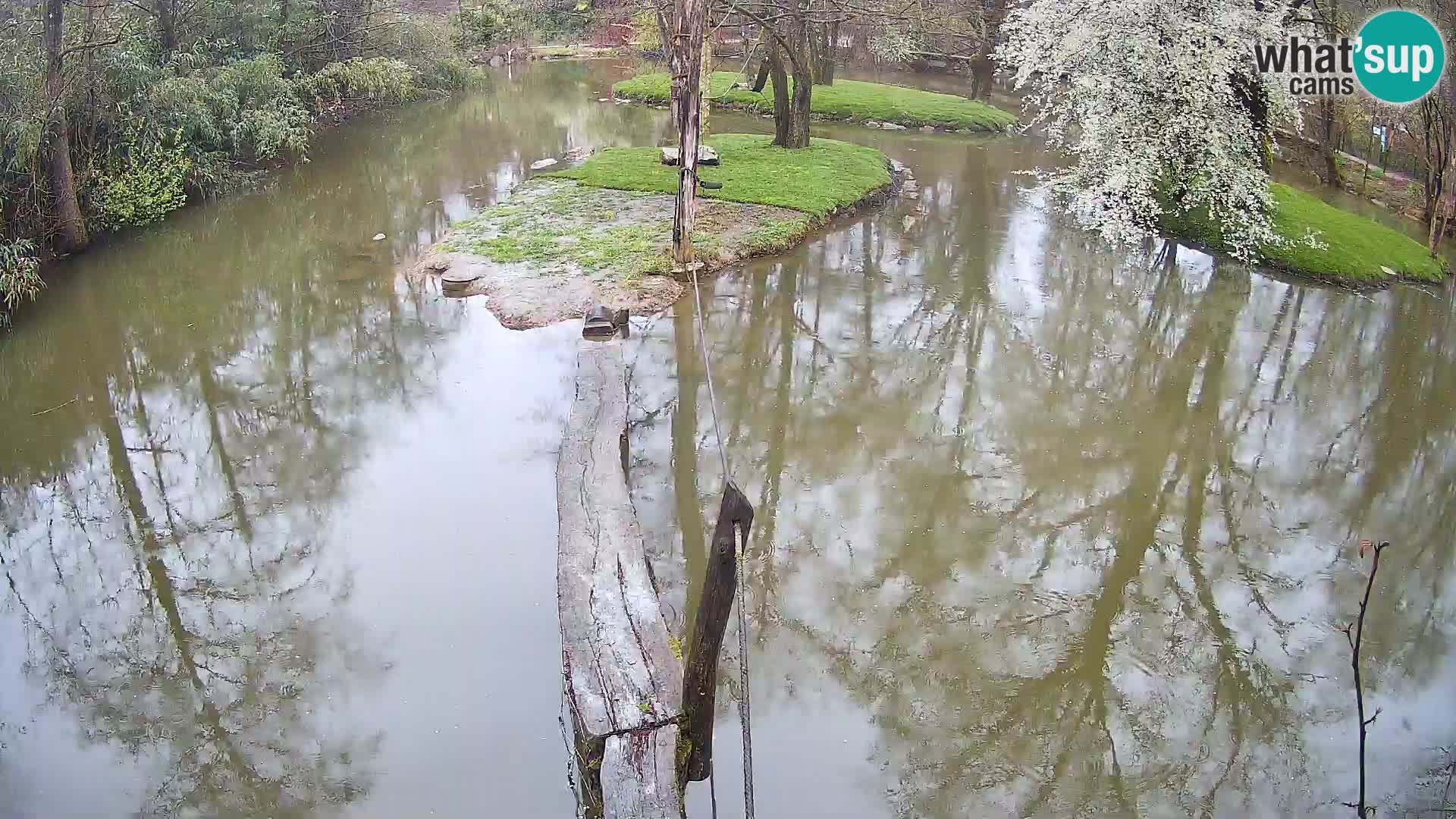 Schwarzweiße Vari Zoo Ljubljana webcam