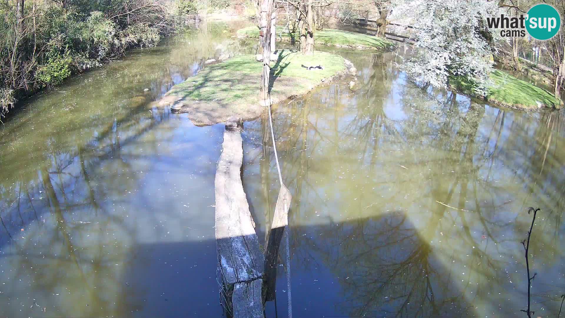 Vari bianconero Zoo Ljubljana webcam