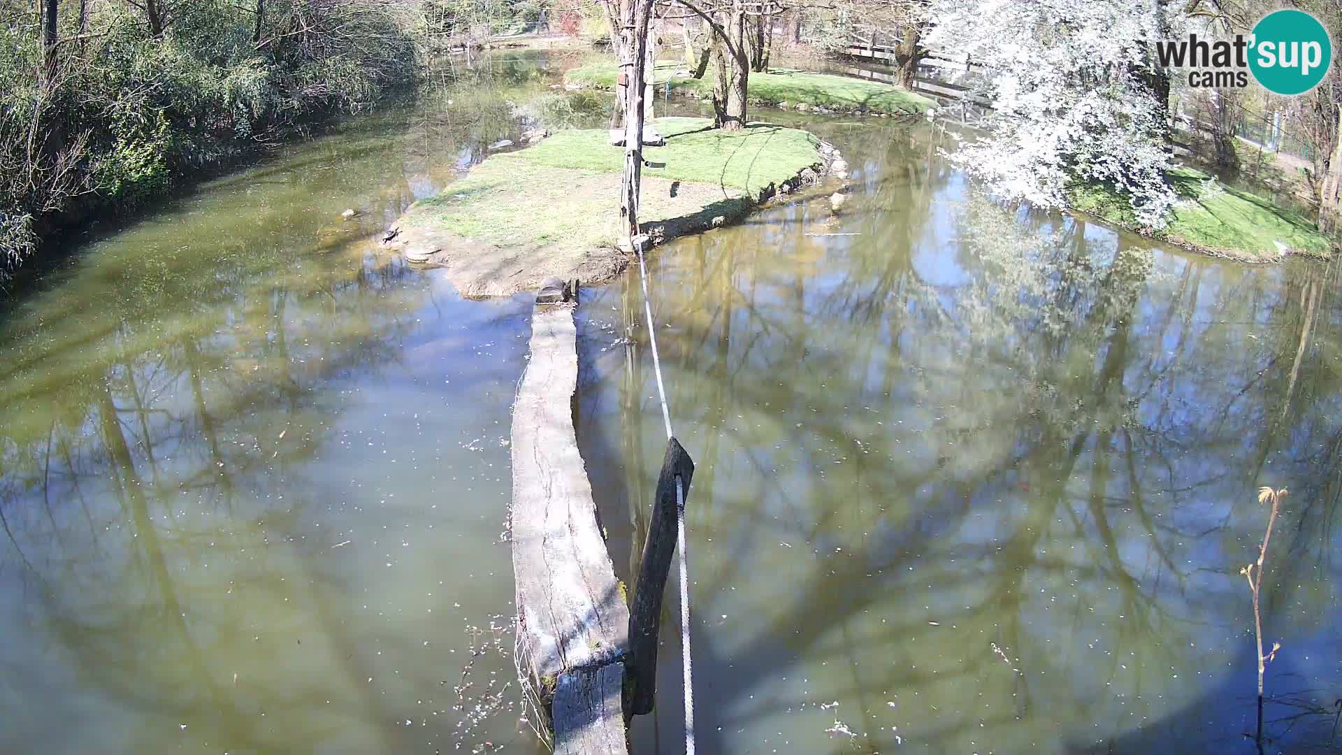 Vari noir et blanc – Ljubljana ZOO  livecam