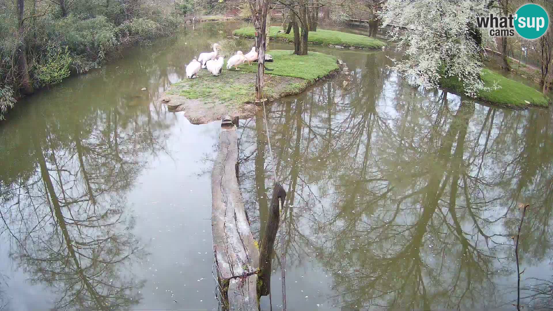 Lémur rufo blanco y negro – Ljubljana Zoo en vivo