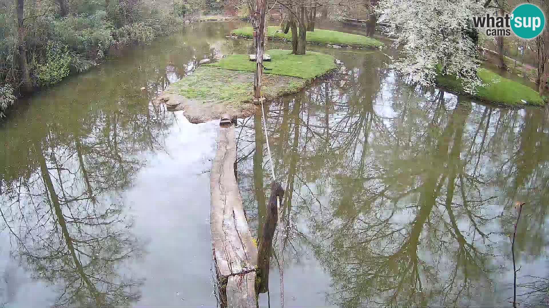 Black and white ruffed lemur Ljubljana Zoo live cam