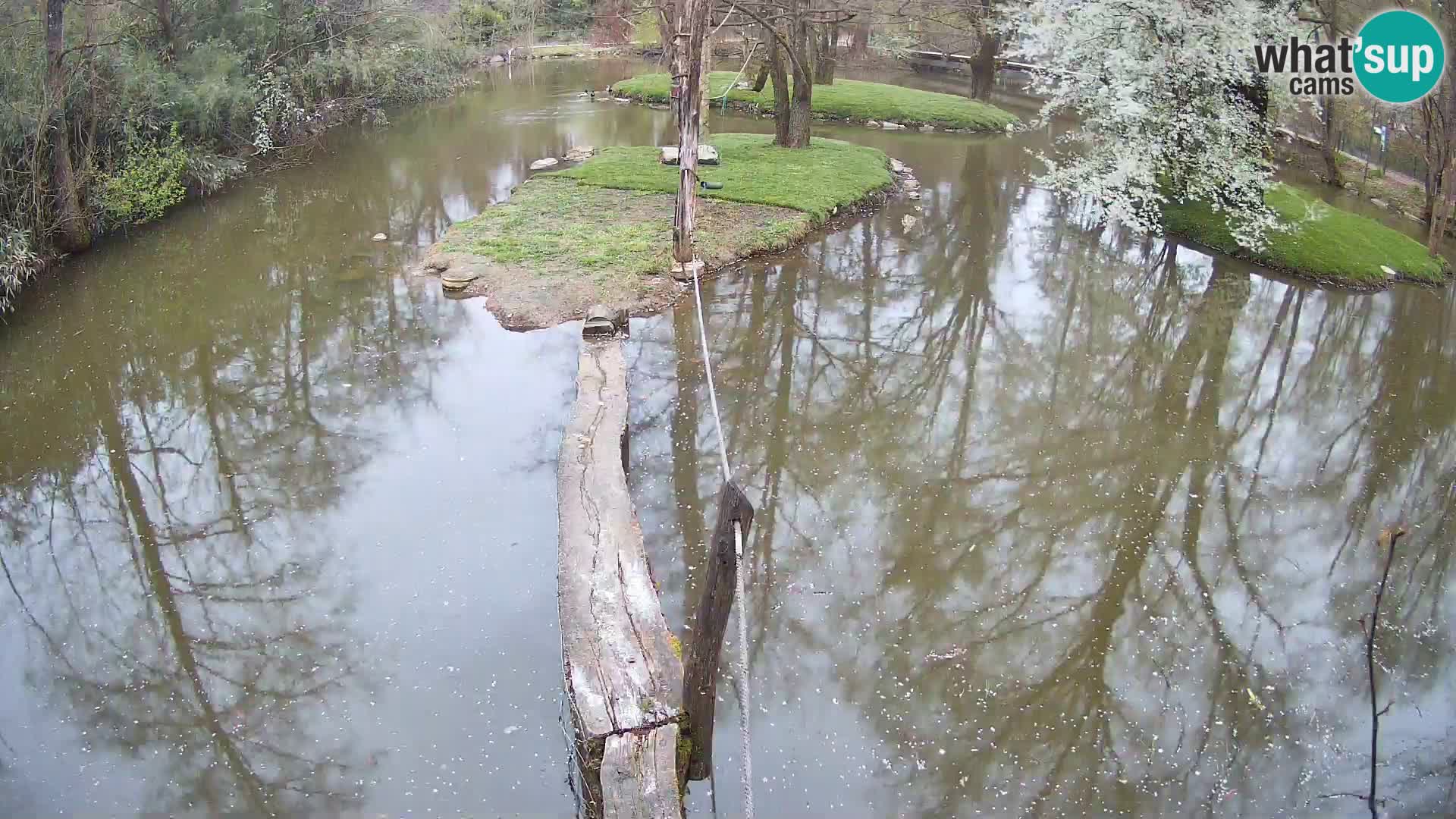 Navadni vari u živo – Ljubljana zoo