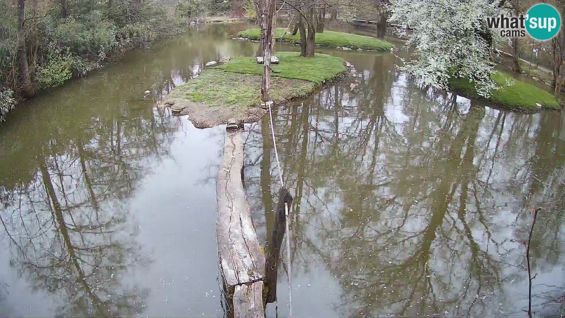 Navadni vari v živo – Ljubljana živalski vrt