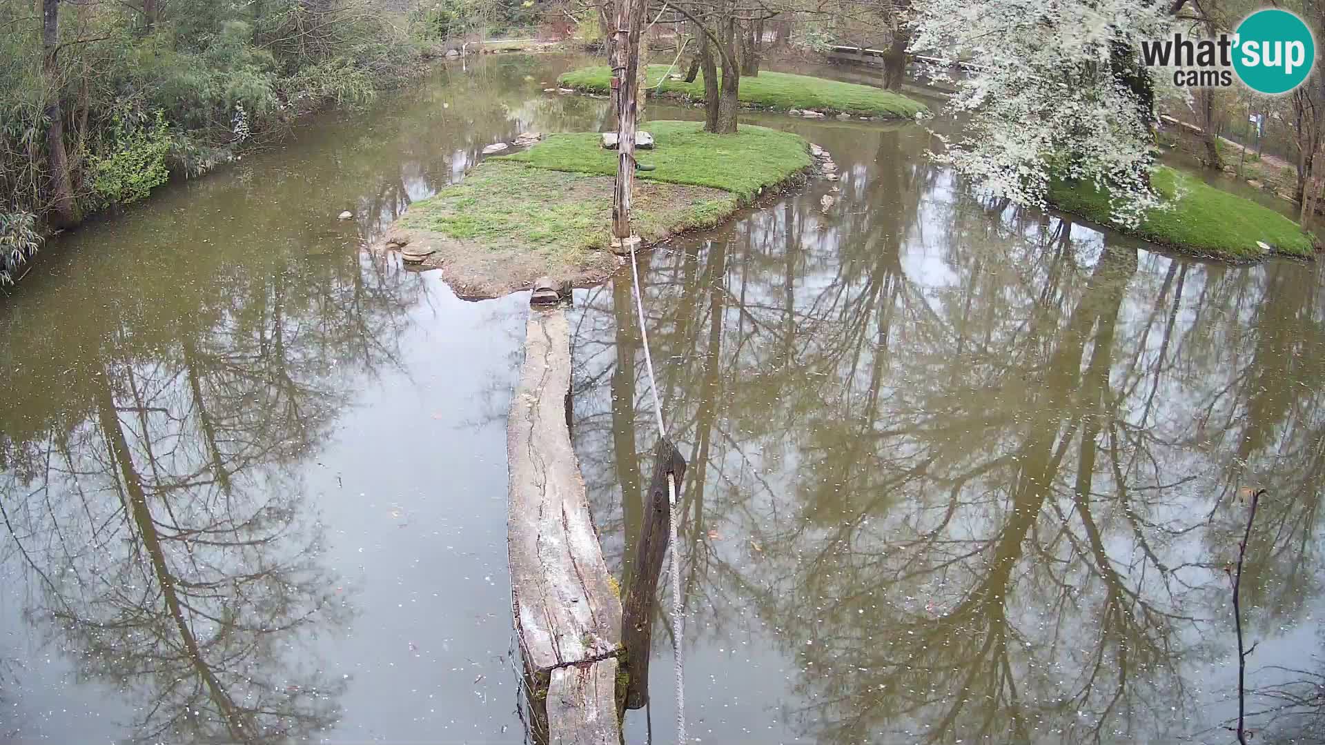 Vari bianconero Zoo Ljubljana webcam