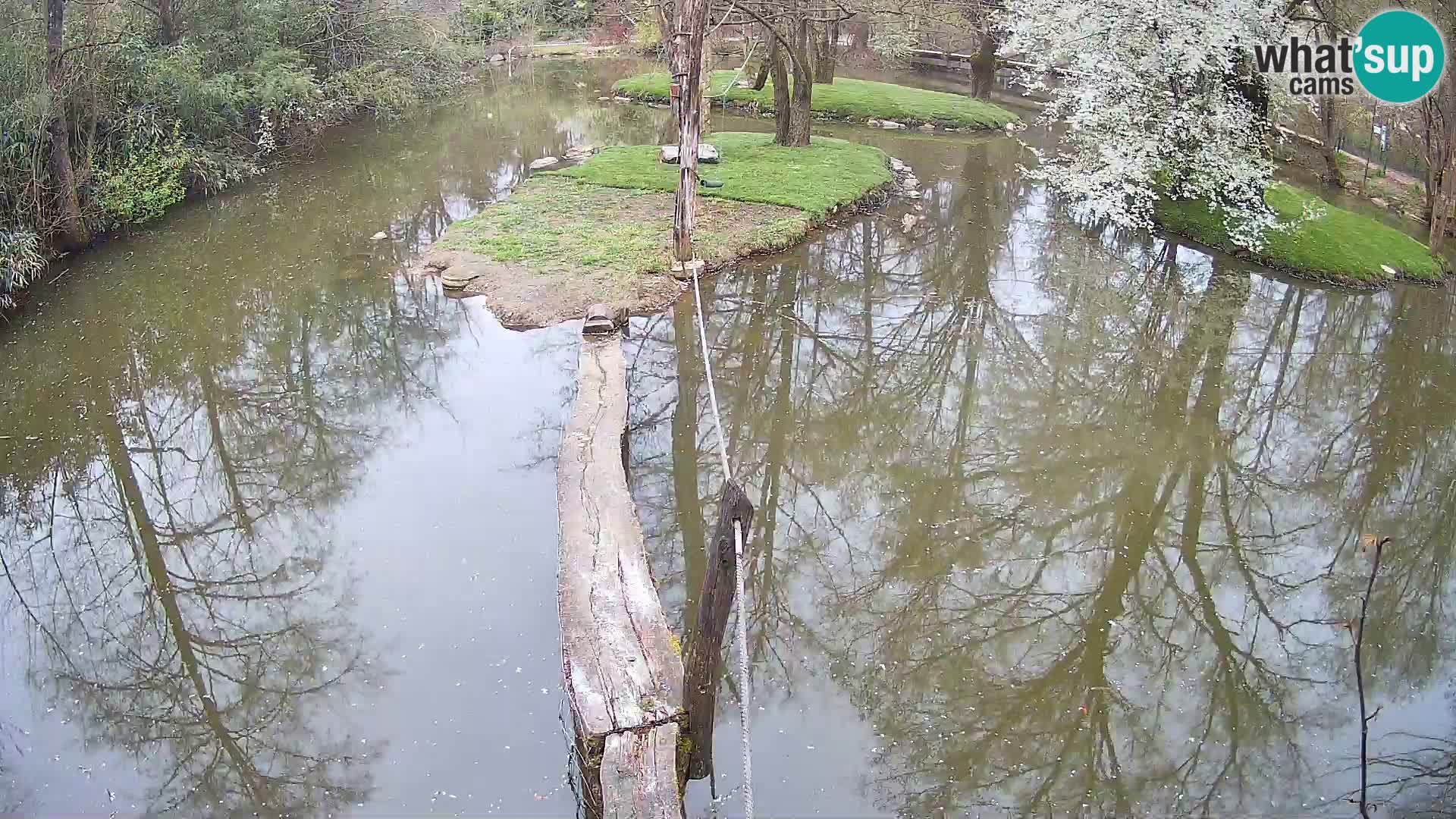 Black and white ruffed lemur Ljubljana Zoo live cam