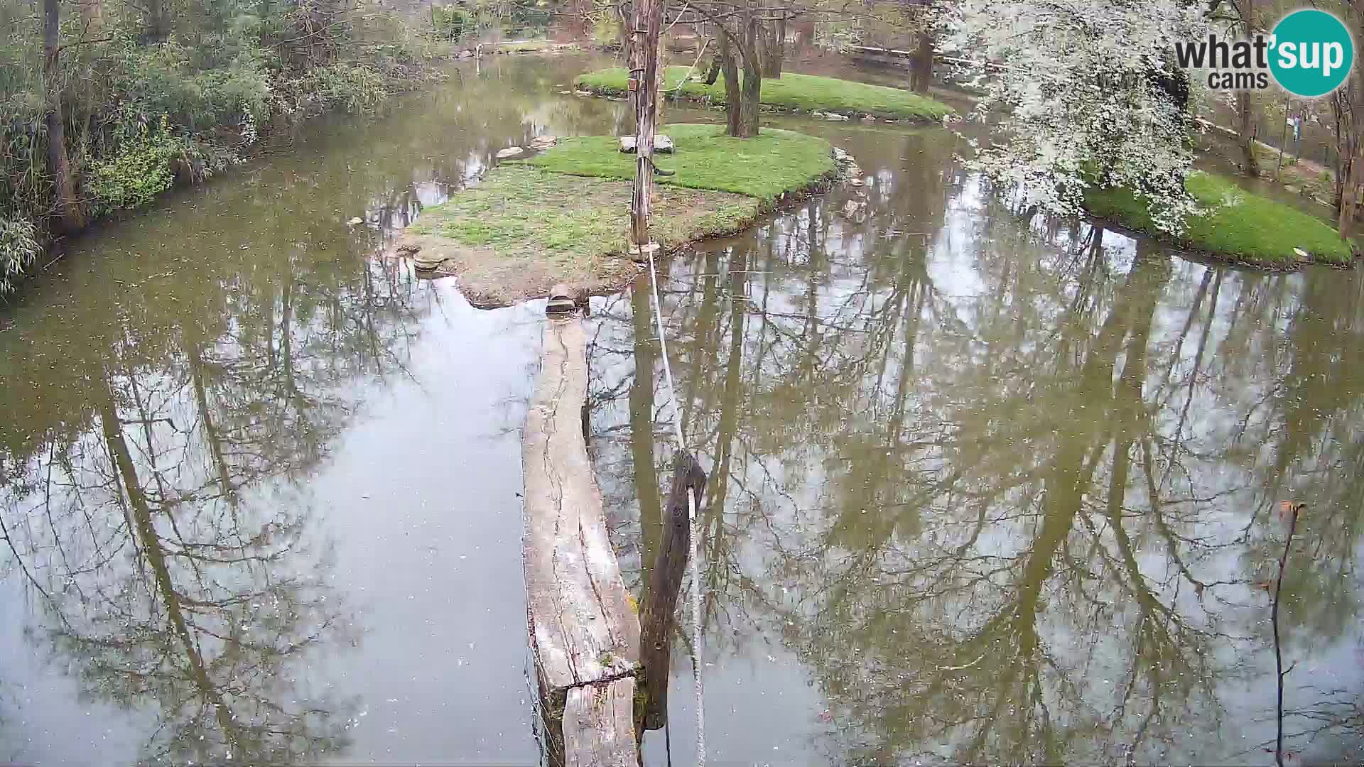 Schwarzweiße Vari Zoo Ljubljana webcam