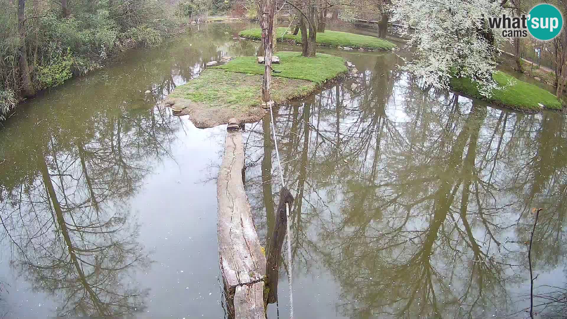 Vari bianconero Zoo Ljubljana webcam