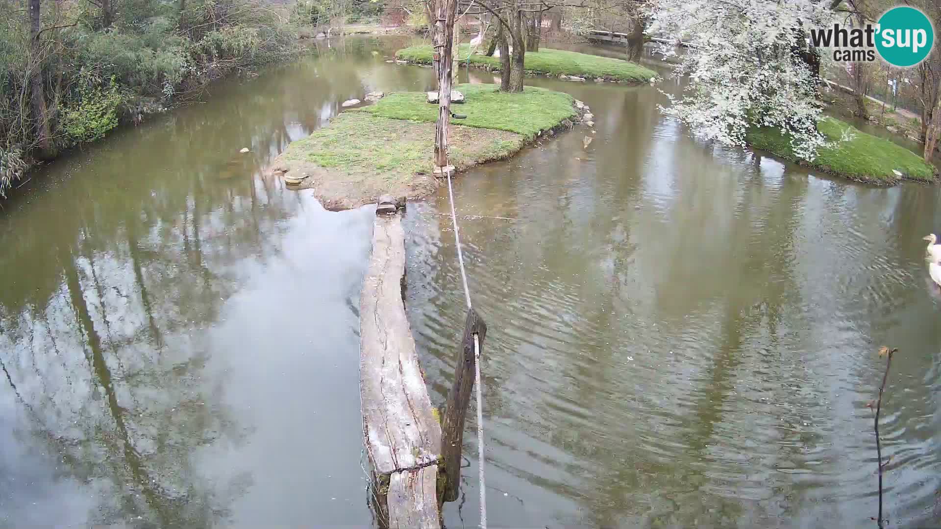 Vari noir et blanc – Ljubljana ZOO  livecam