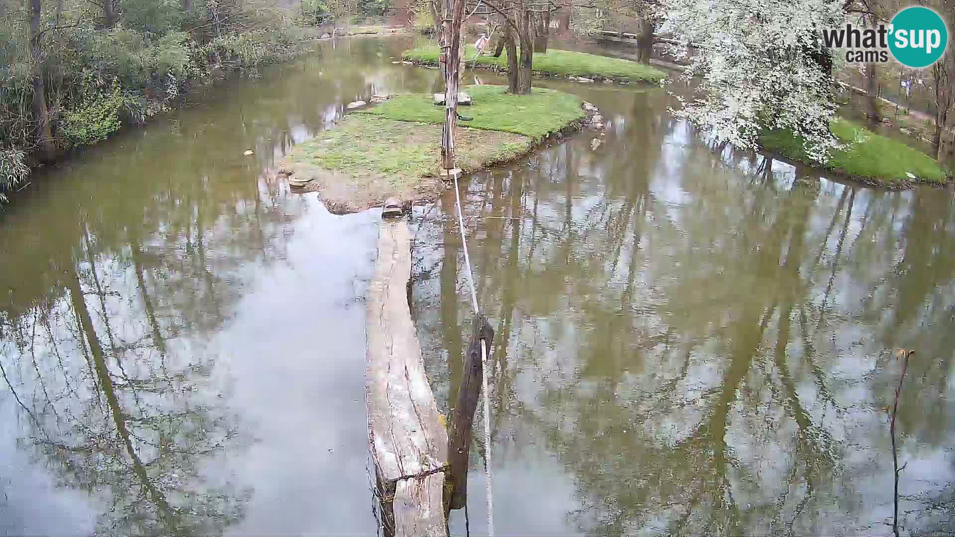 Navadni vari u živo – Ljubljana zoo