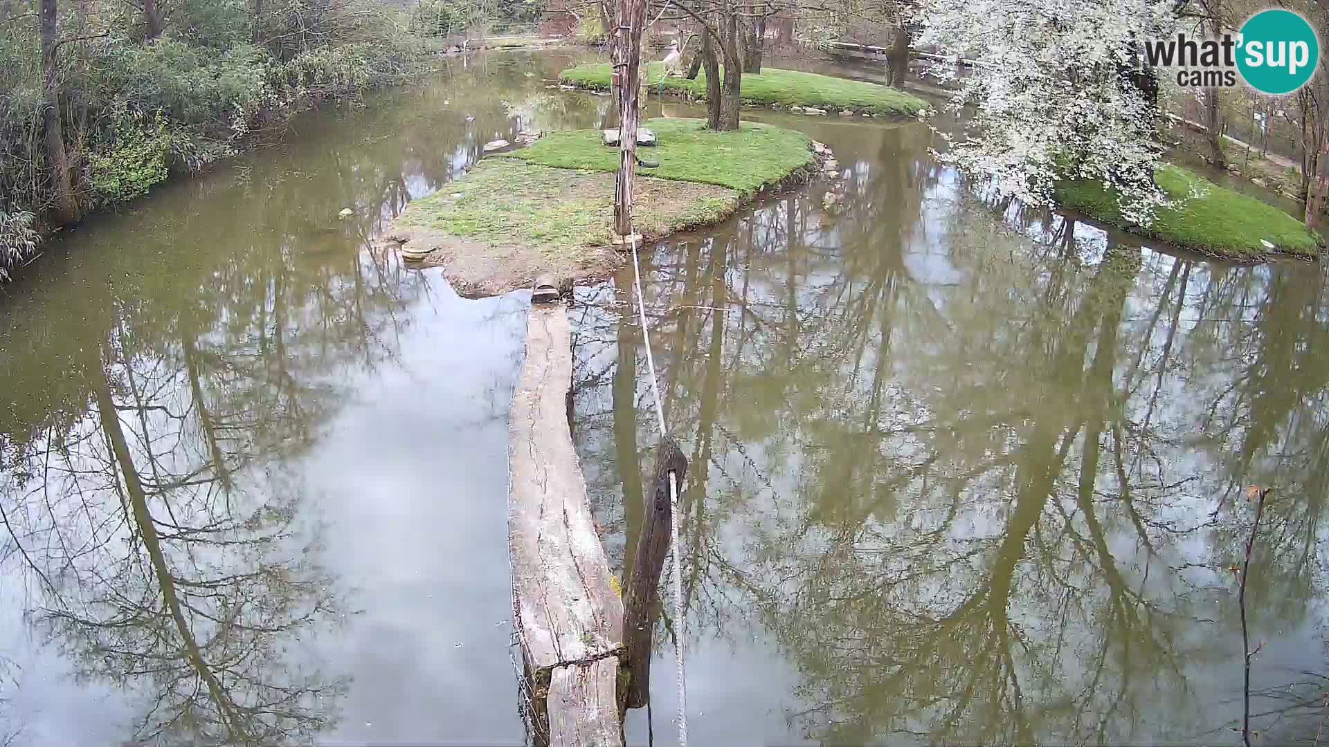 Vari noir et blanc – Ljubljana ZOO  livecam