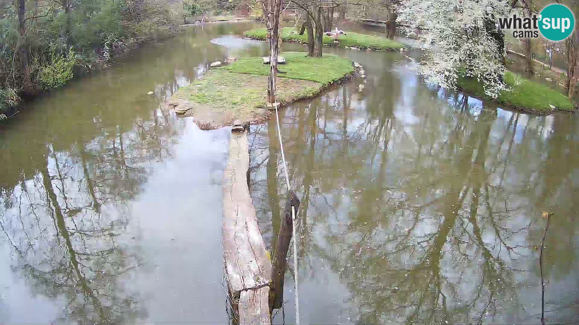 Vari bianconero Zoo Ljubljana webcam