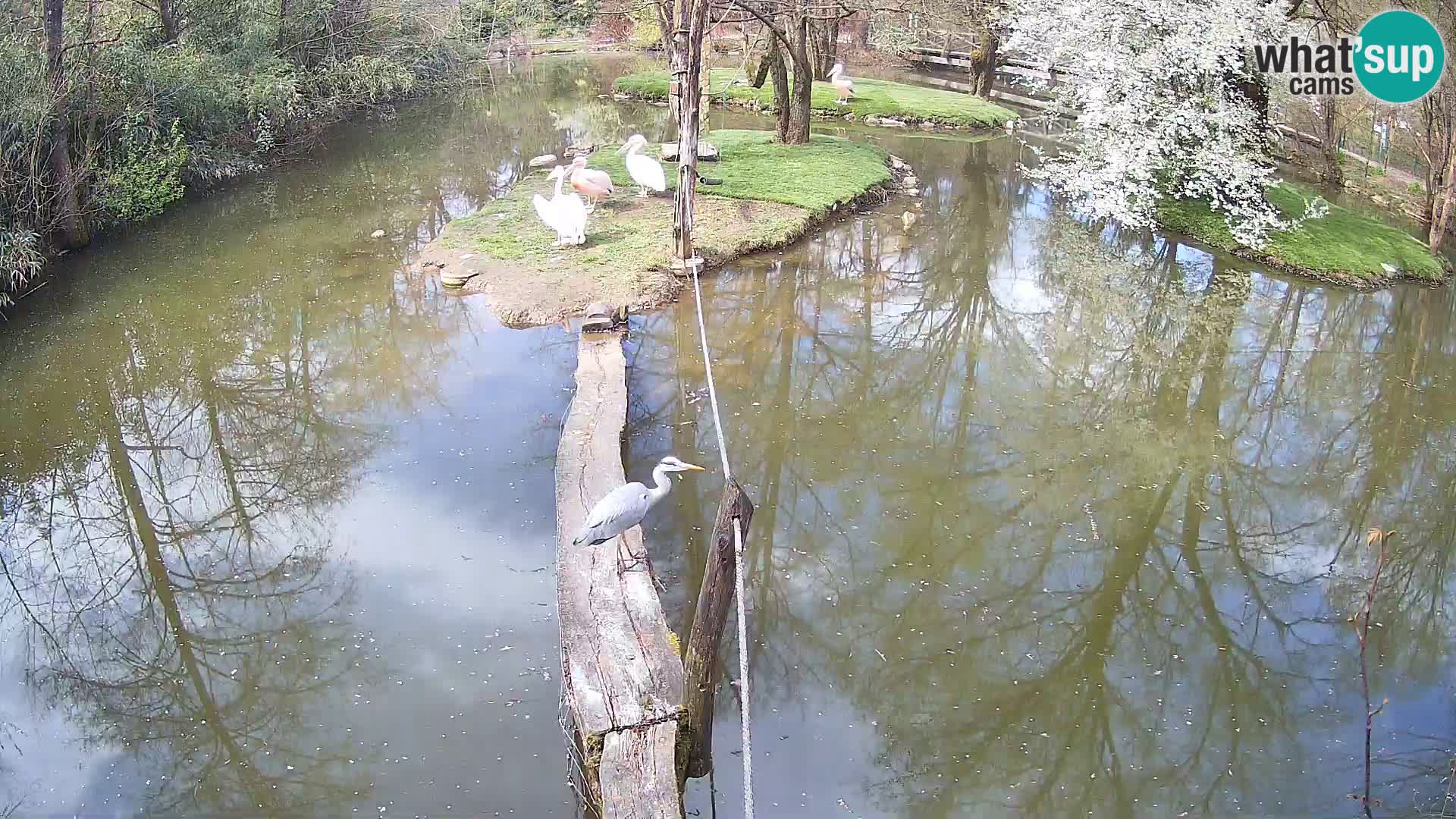 Vari noir et blanc – Ljubljana ZOO livecam