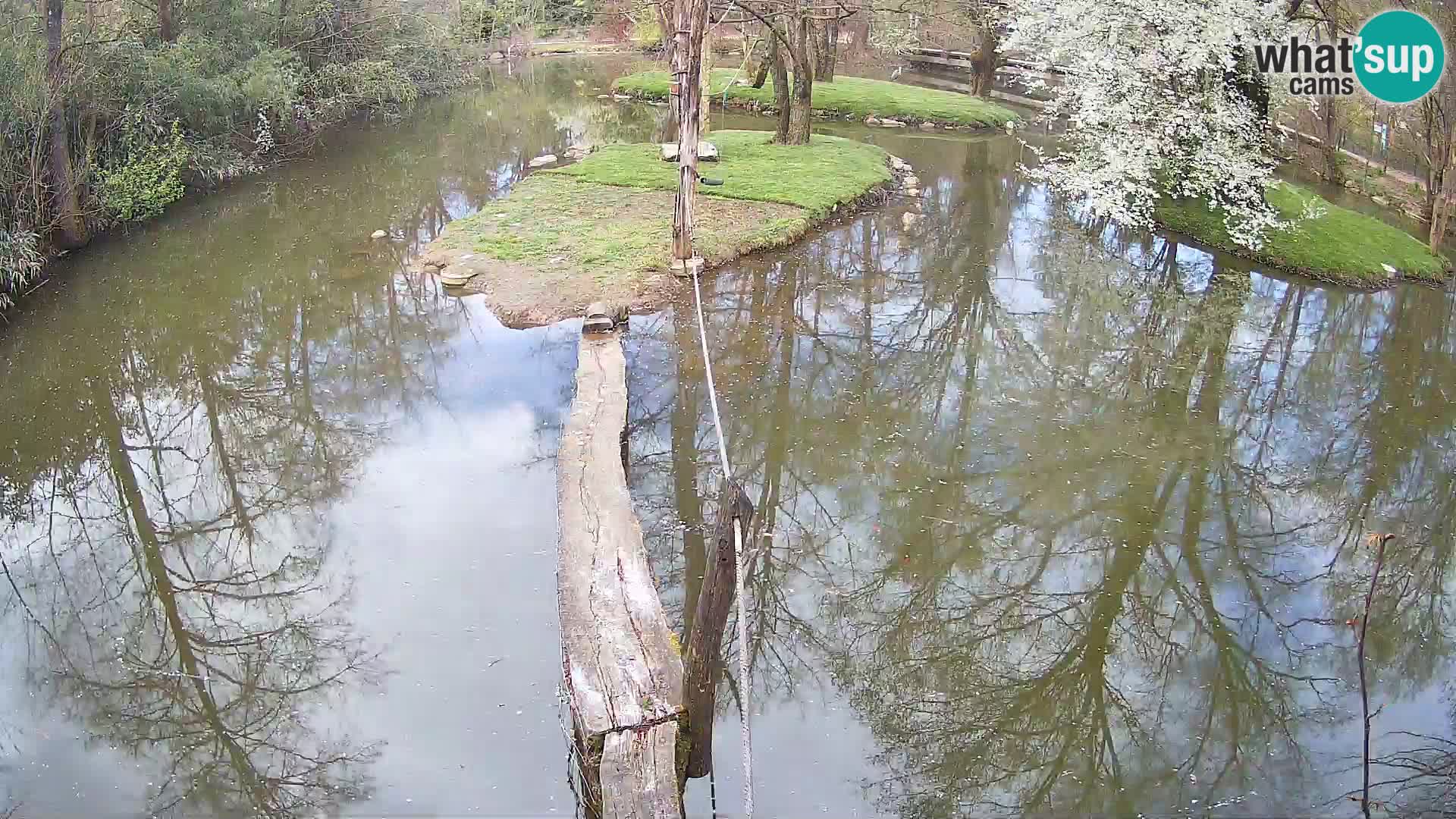 Navadni vari v živo – Ljubljana živalski vrt