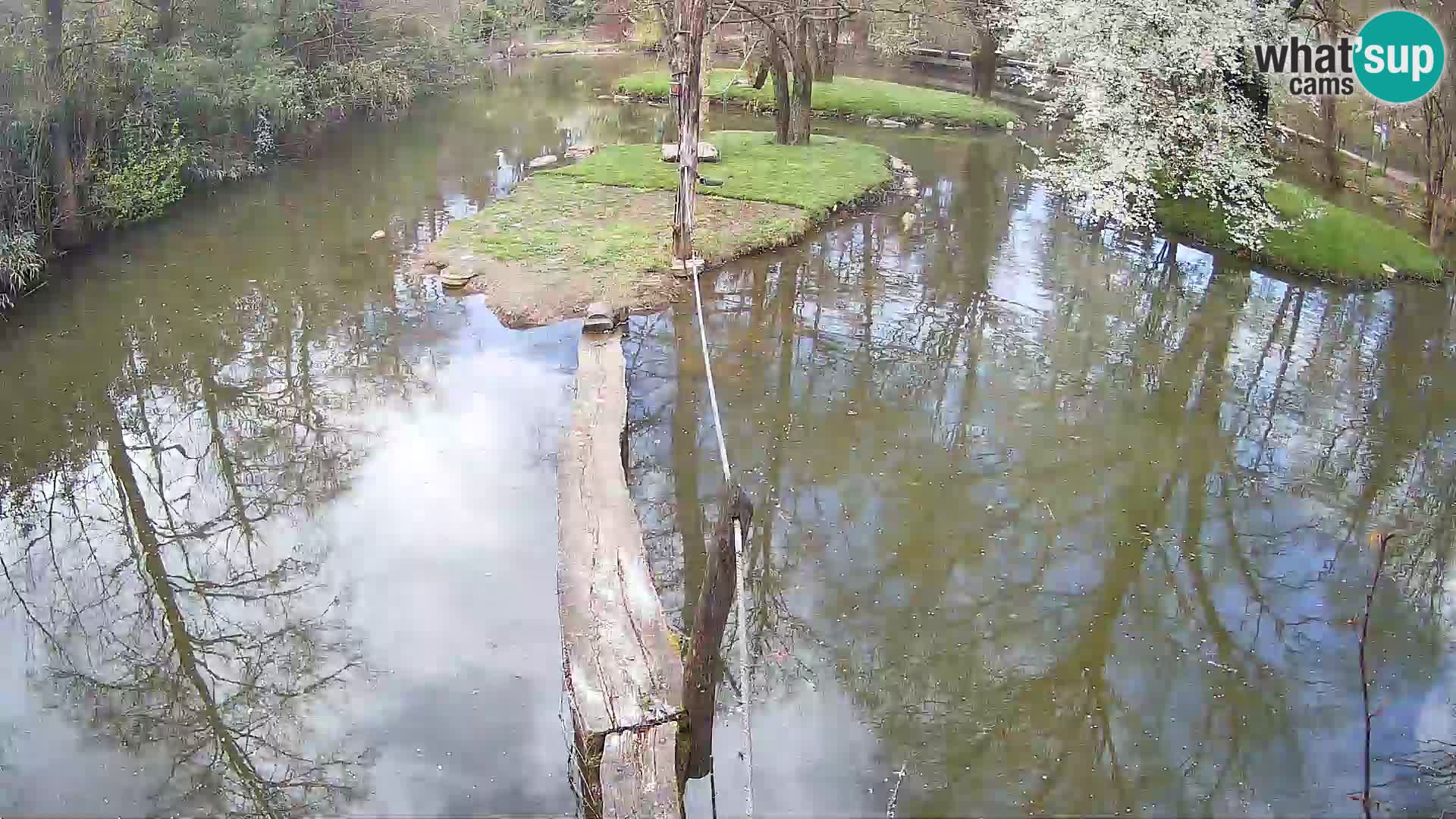 Lémur rufo blanco y negro – Ljubljana Zoo en vivo