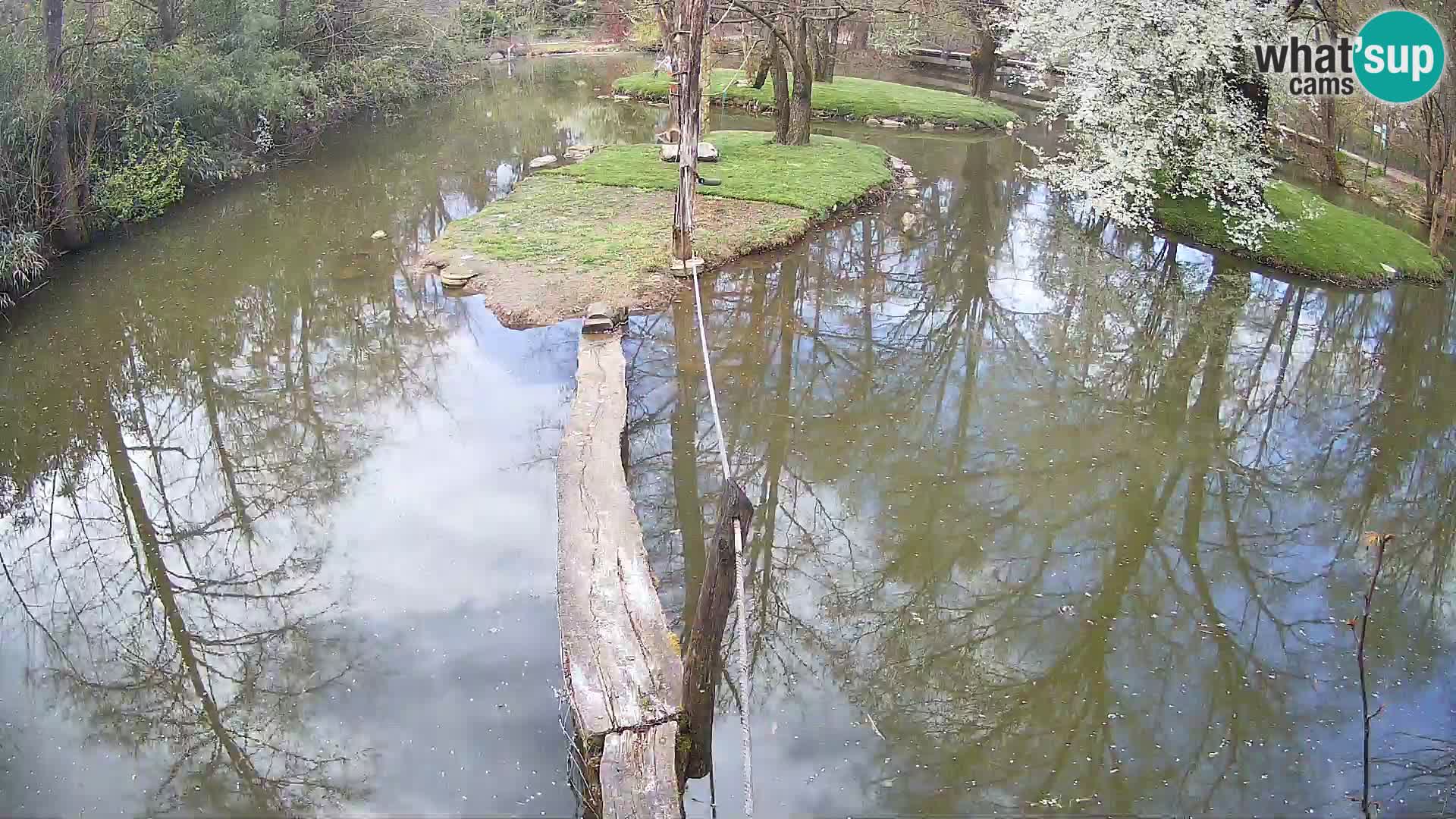 Navadni vari u živo – Ljubljana zoo