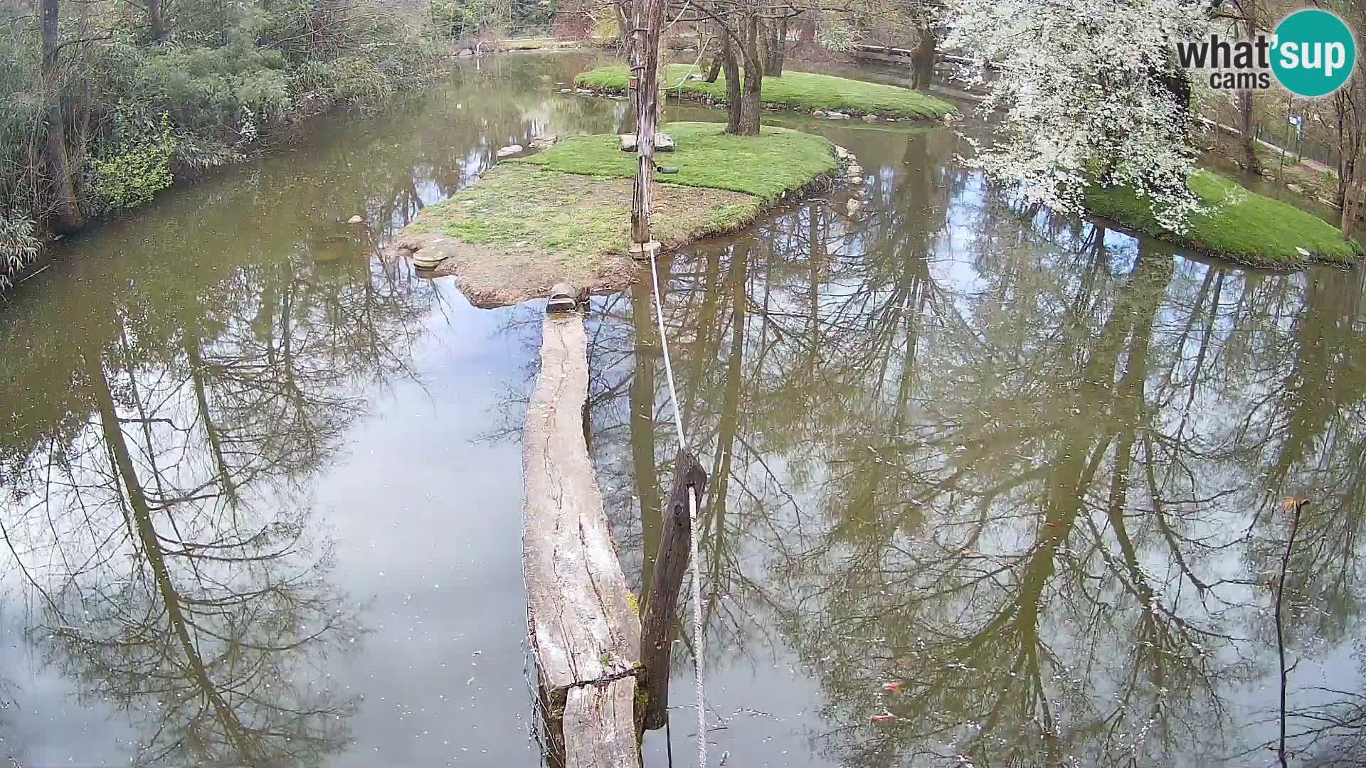Lémur rufo blanco y negro – Ljubljana Zoo en vivo