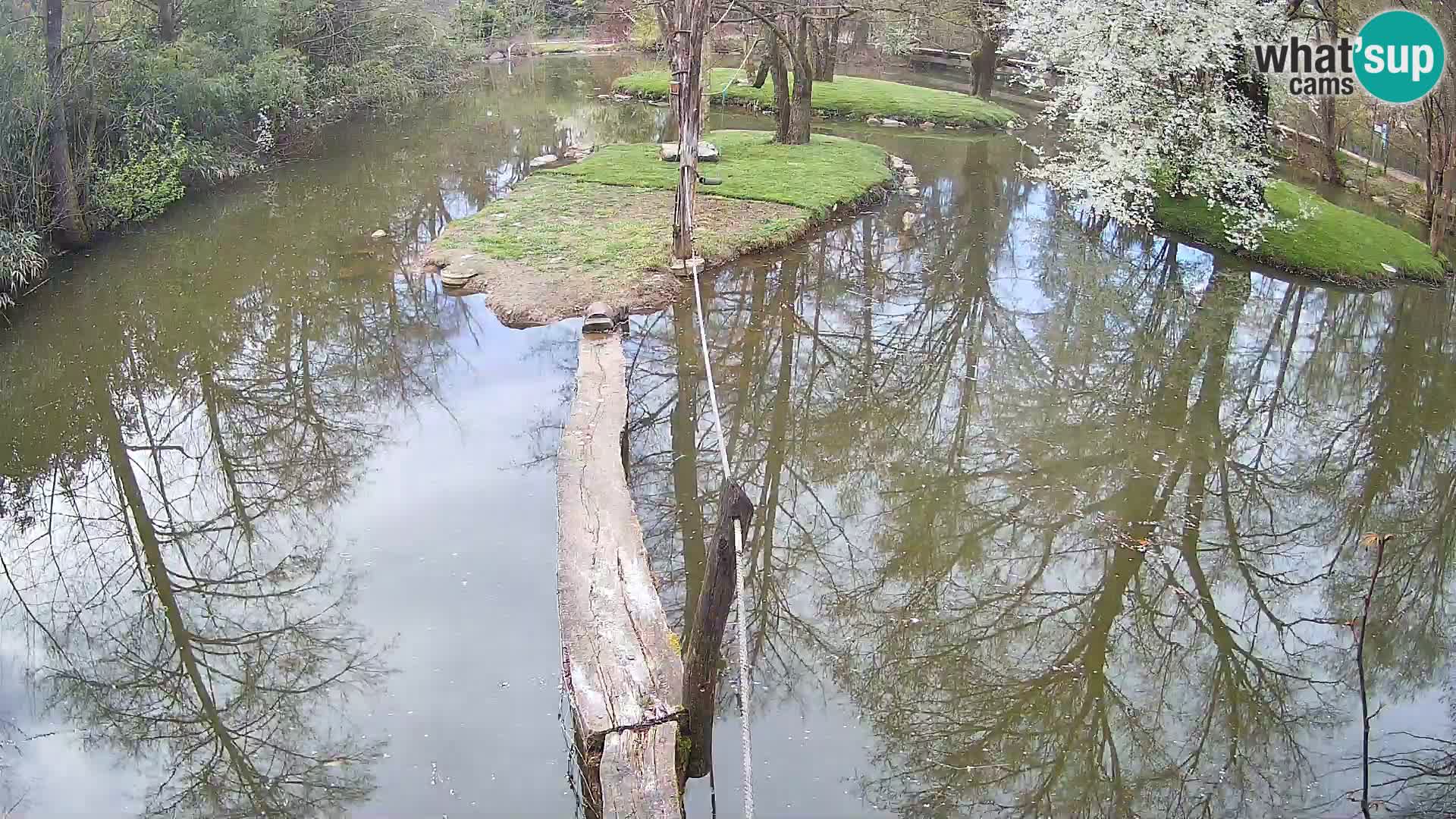 Vari bianconero Zoo Ljubljana webcam