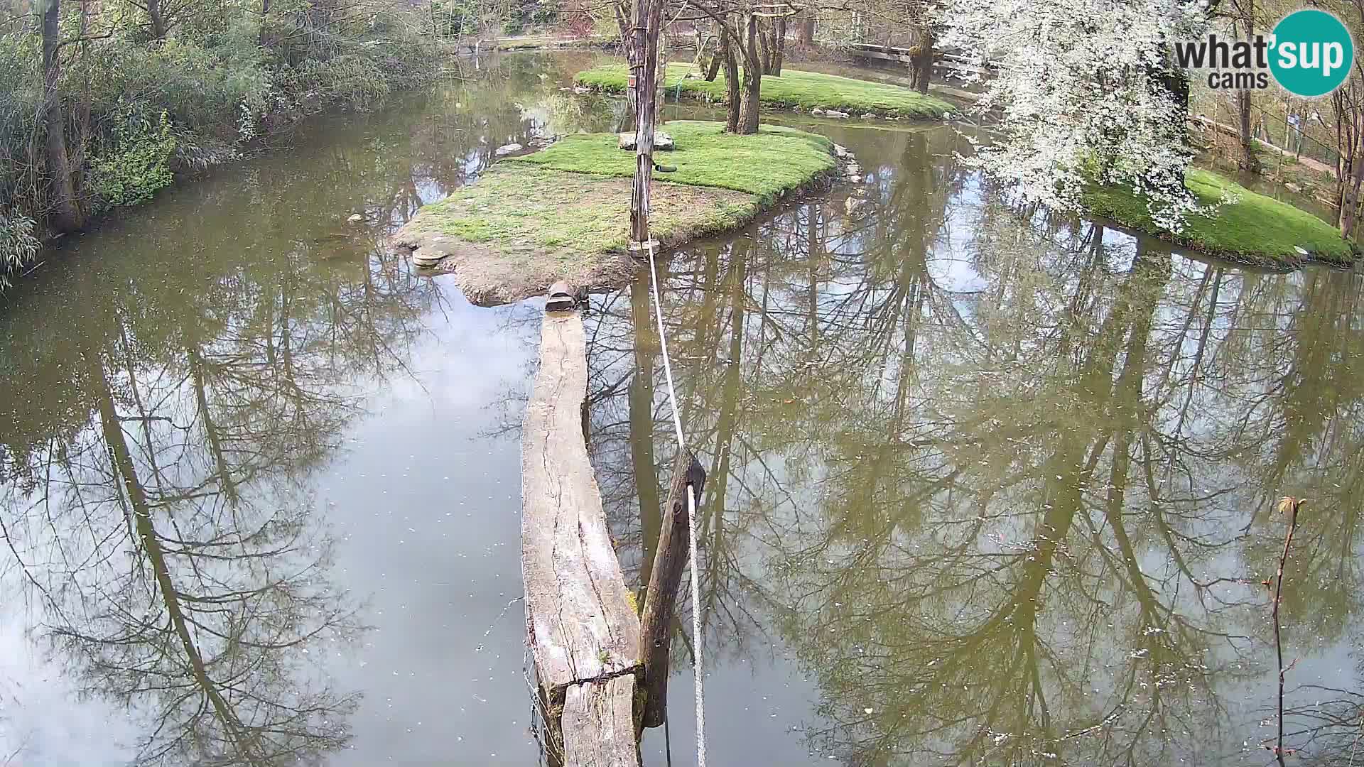 Lémur rufo blanco y negro – Ljubljana Zoo en vivo