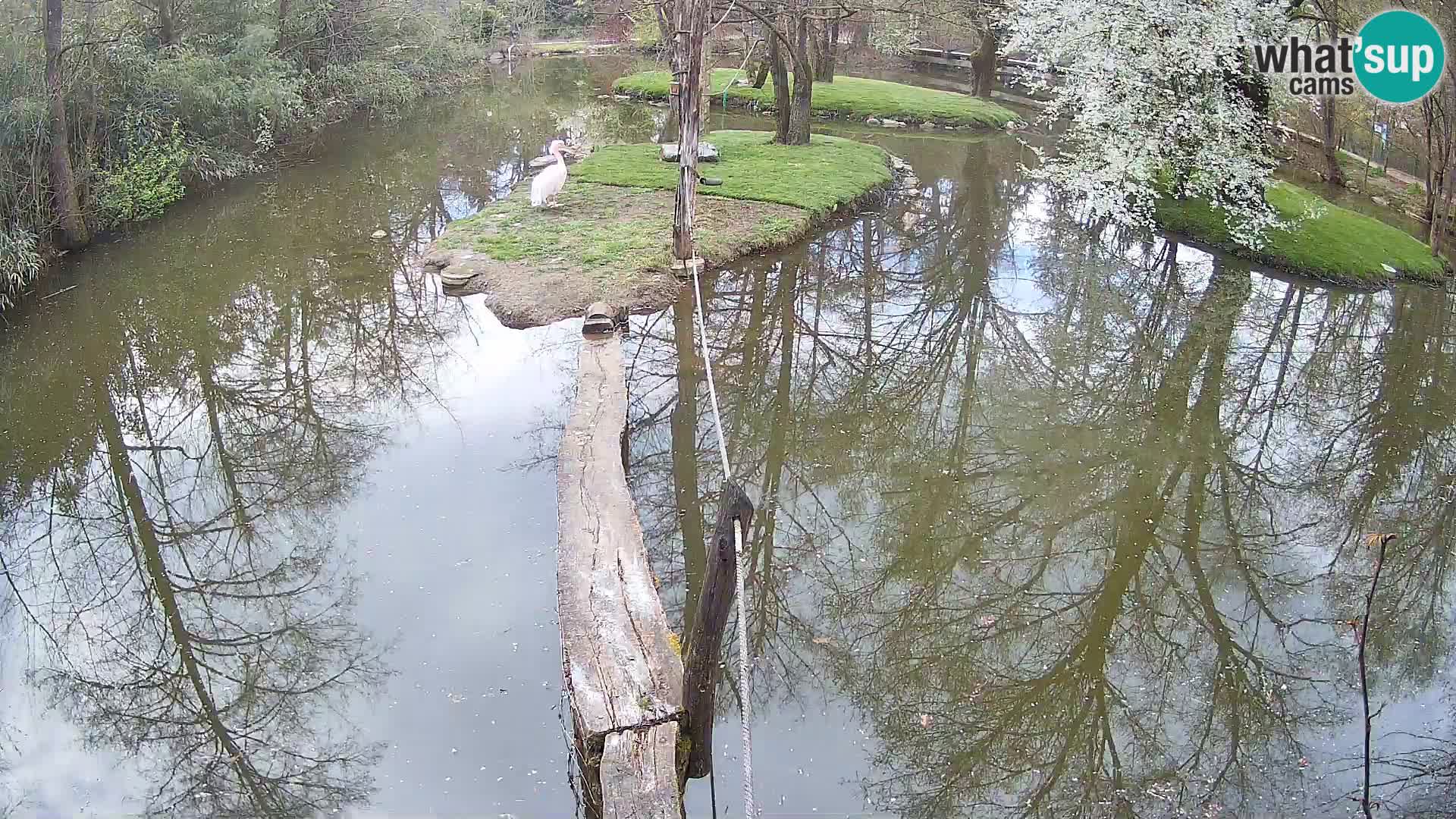 Navadni vari v živo – Ljubljana živalski vrt