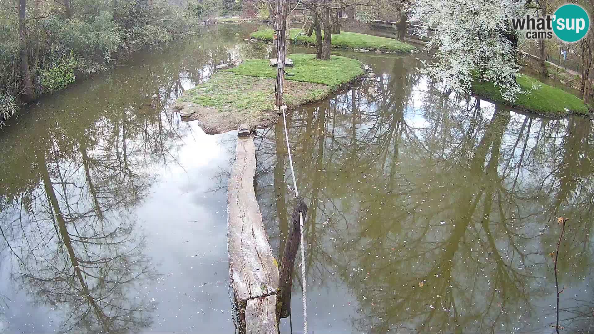 Black and white ruffed lemur Ljubljana Zoo live cam