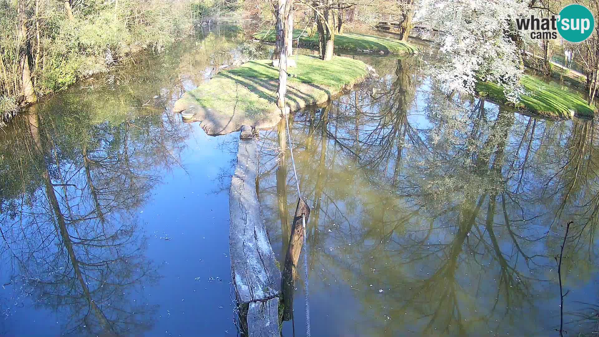 Black and white ruffed lemur Ljubljana Zoo live cam