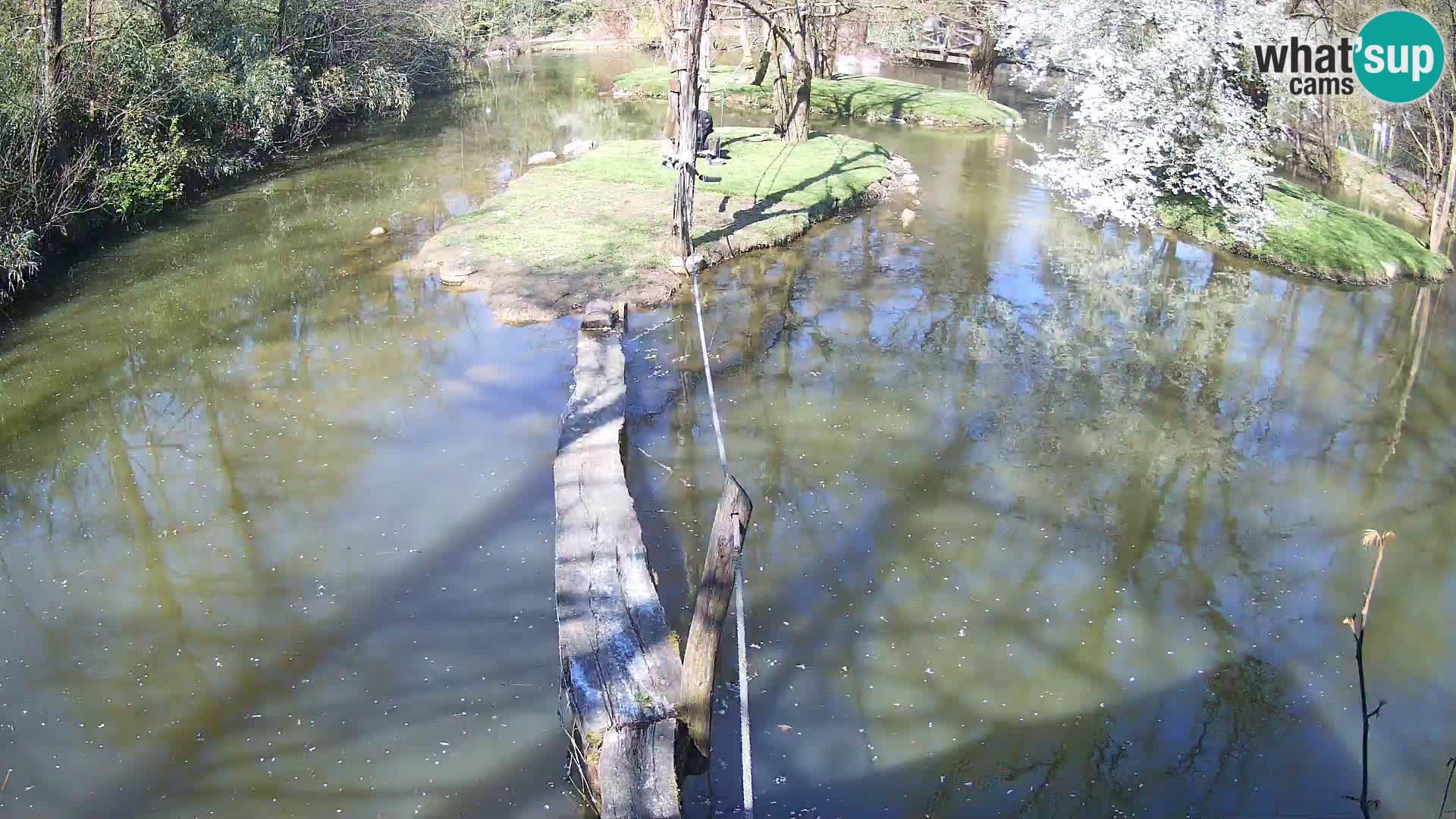 Schwarzweiße Vari Zoo Ljubljana webcam