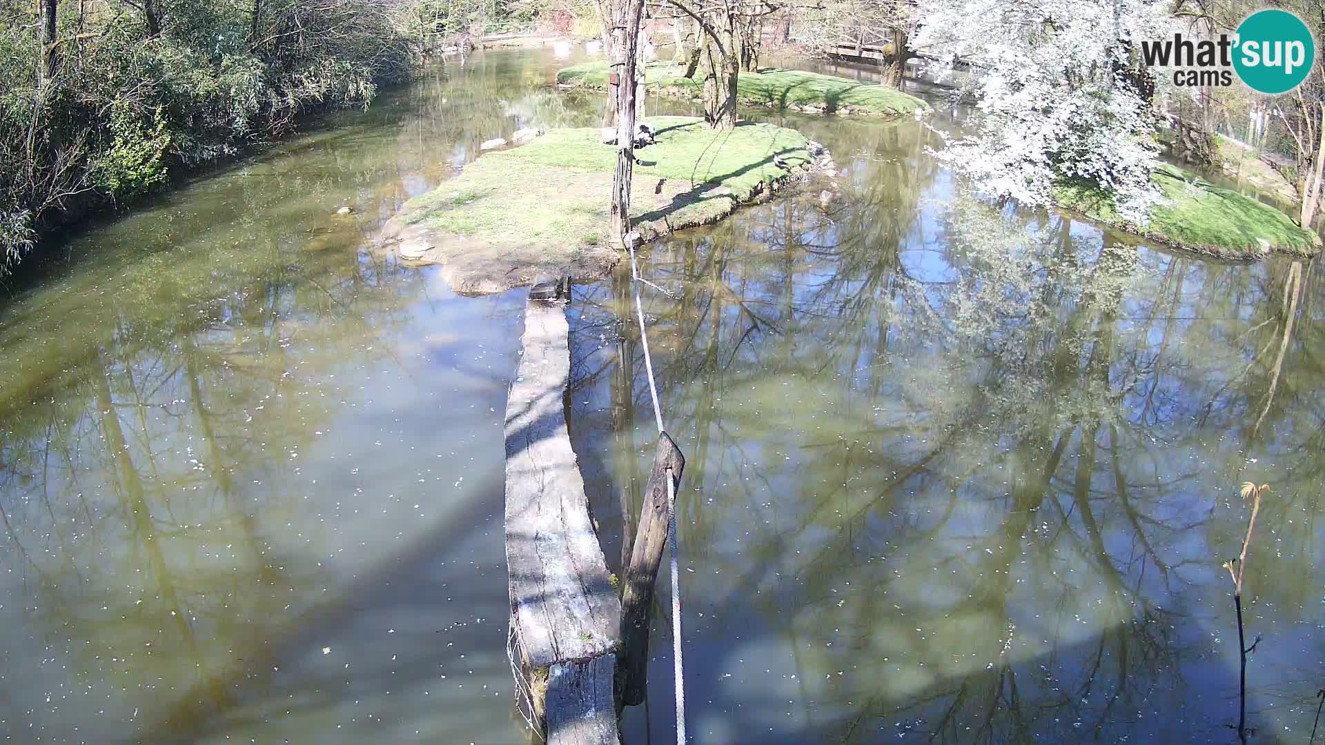 Schwarzweiße Vari Zoo Ljubljana webcam