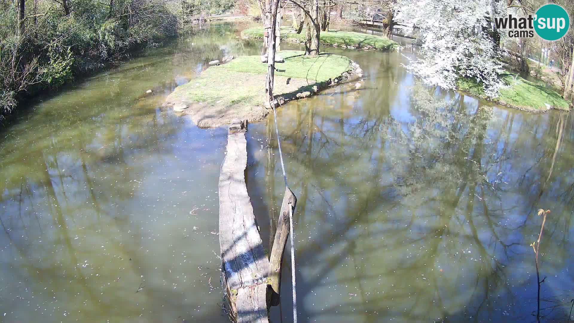 Schwarzweiße Vari Zoo Ljubljana webcam