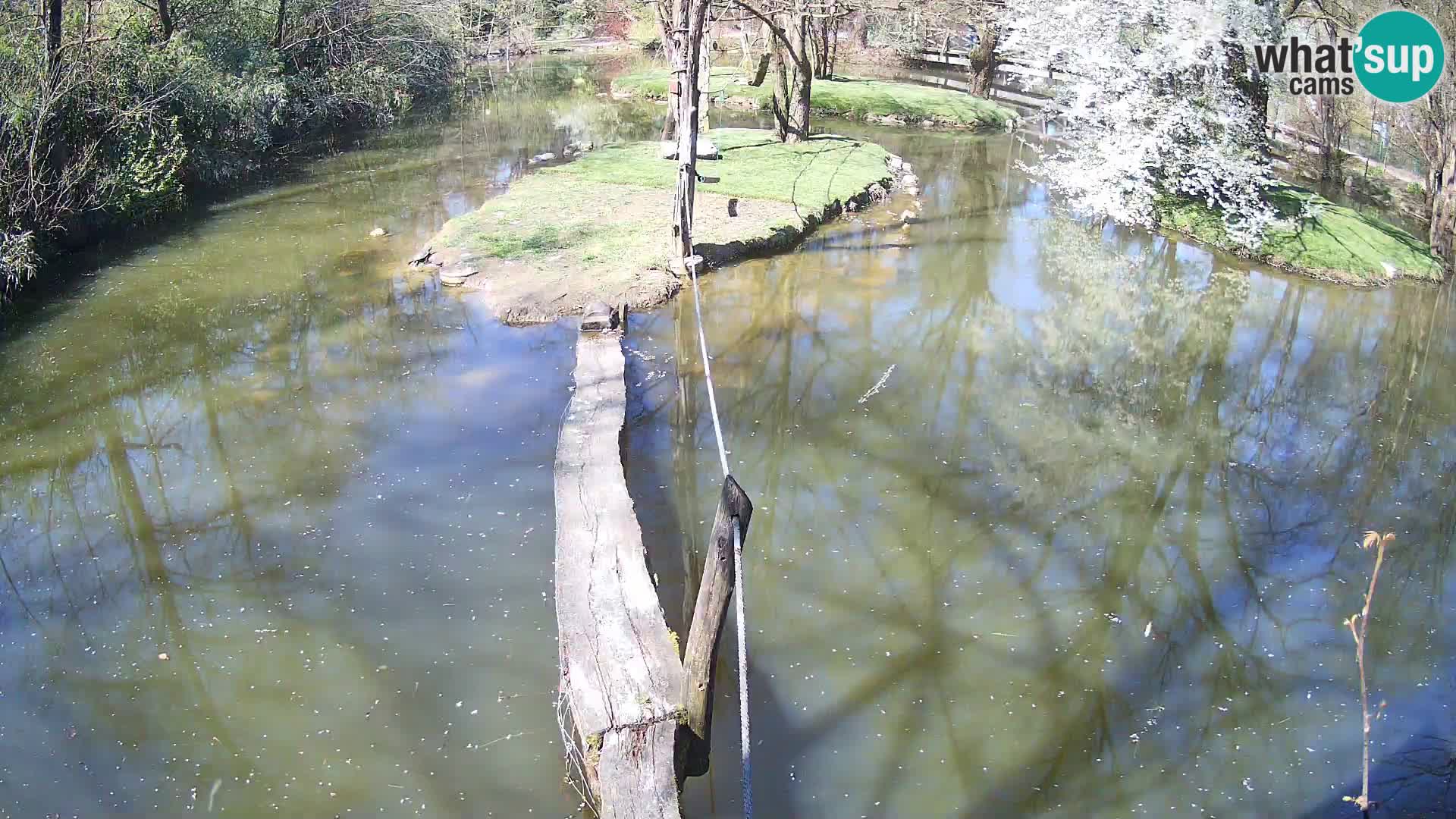 Black and white ruffed lemur Ljubljana Zoo live cam