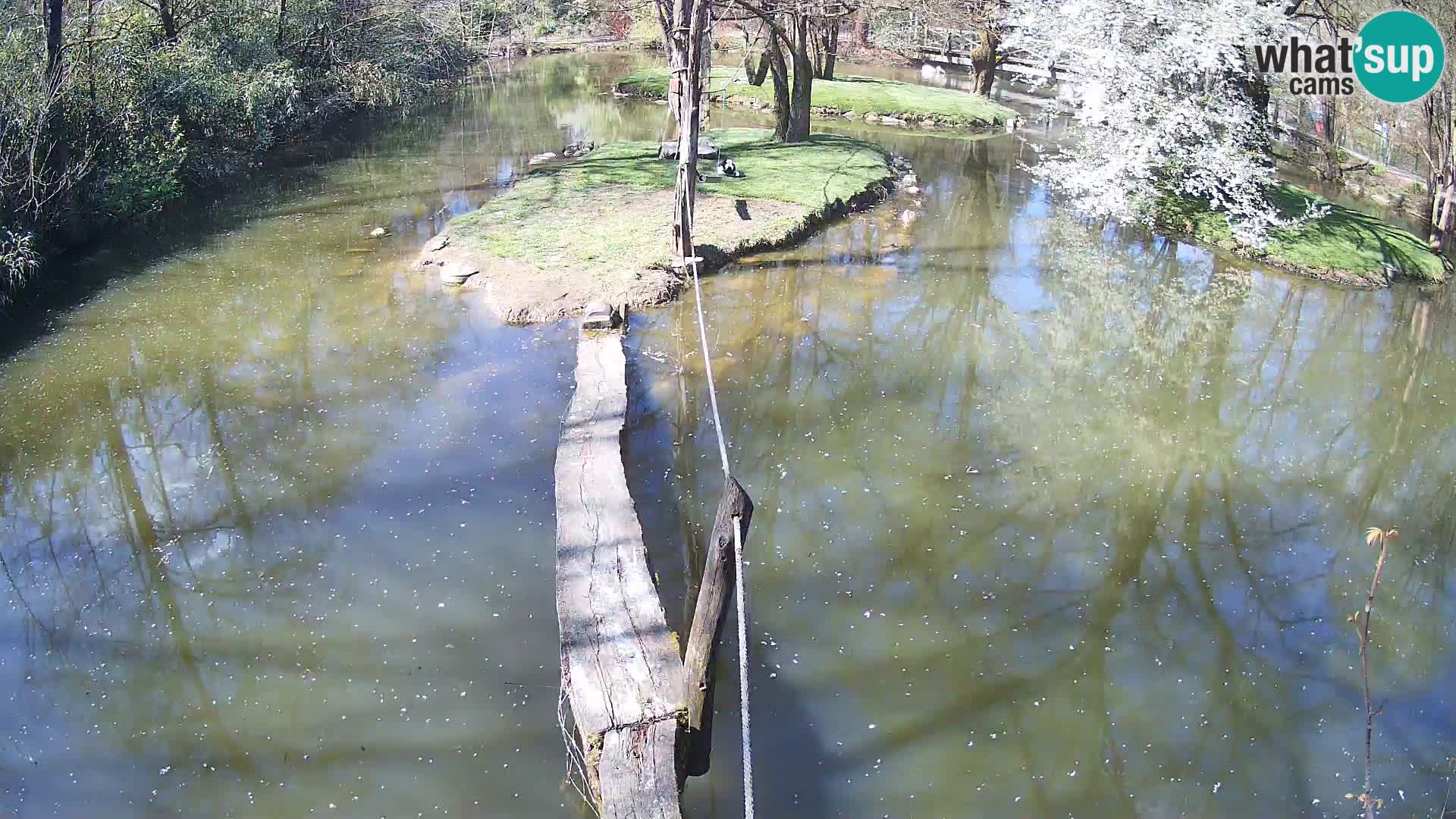 Schwarzweiße Vari Zoo Ljubljana webcam