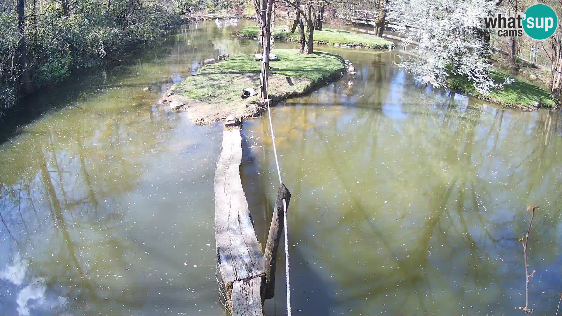 Navadni vari v živo – Ljubljana živalski vrt