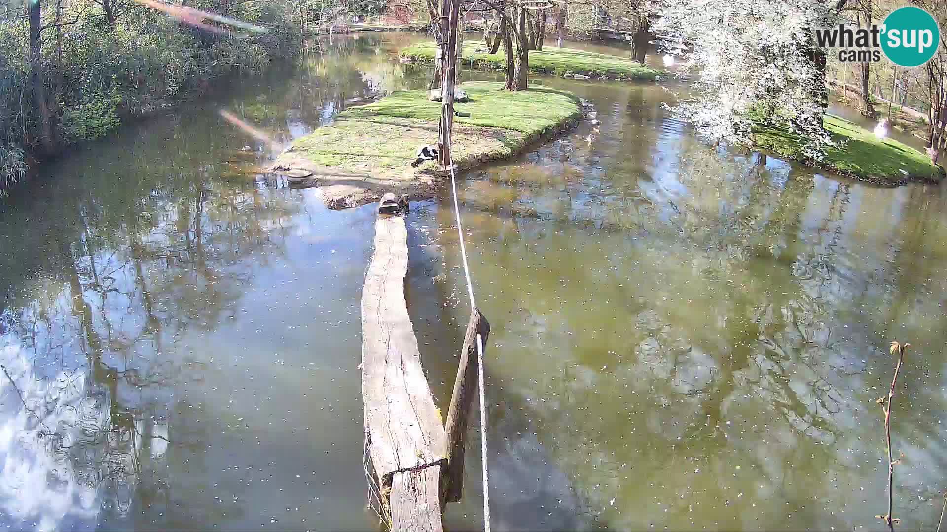 Vari noir et blanc – Ljubljana ZOO  livecam