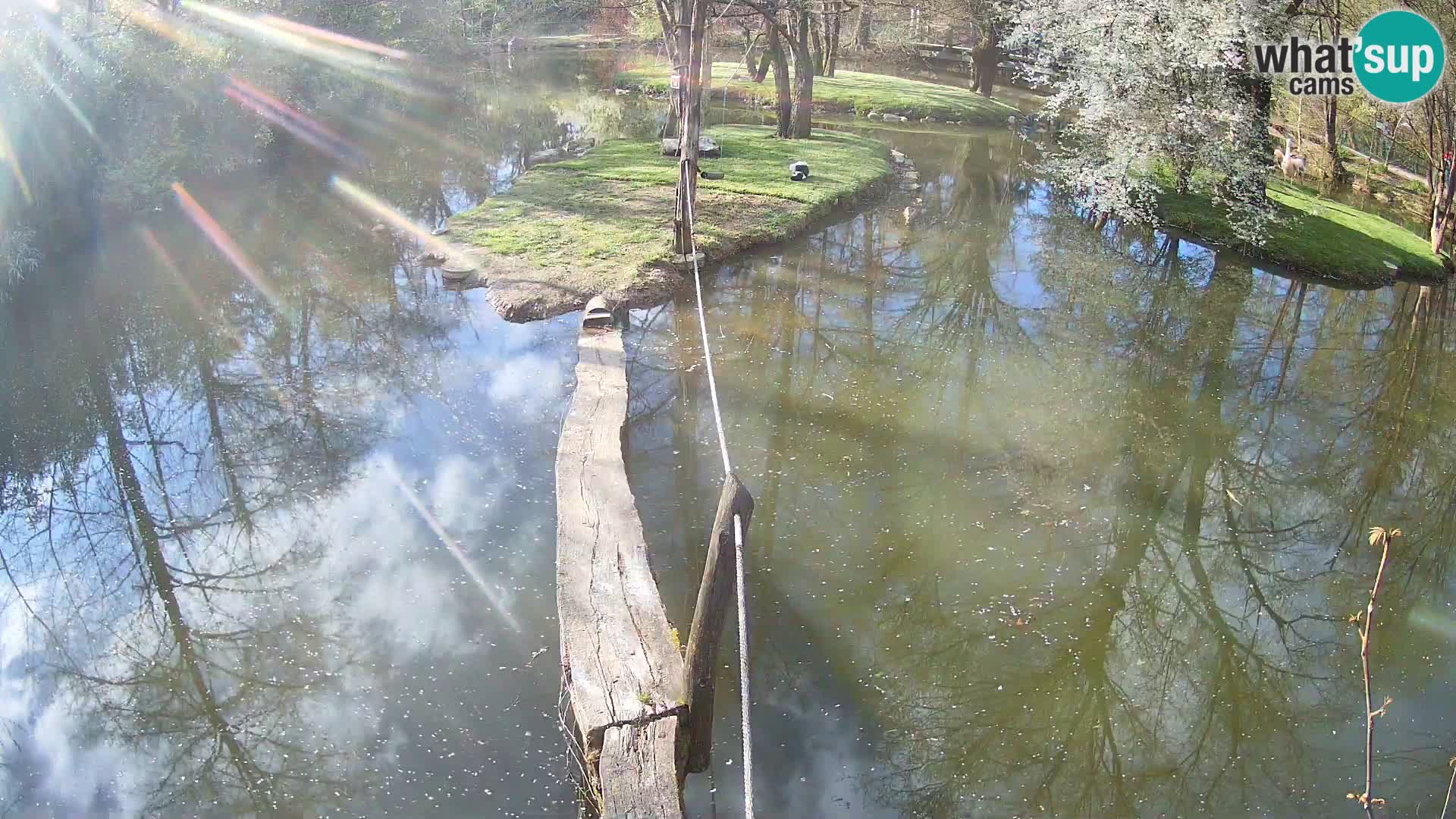 Vari noir et blanc – Ljubljana ZOO  livecam