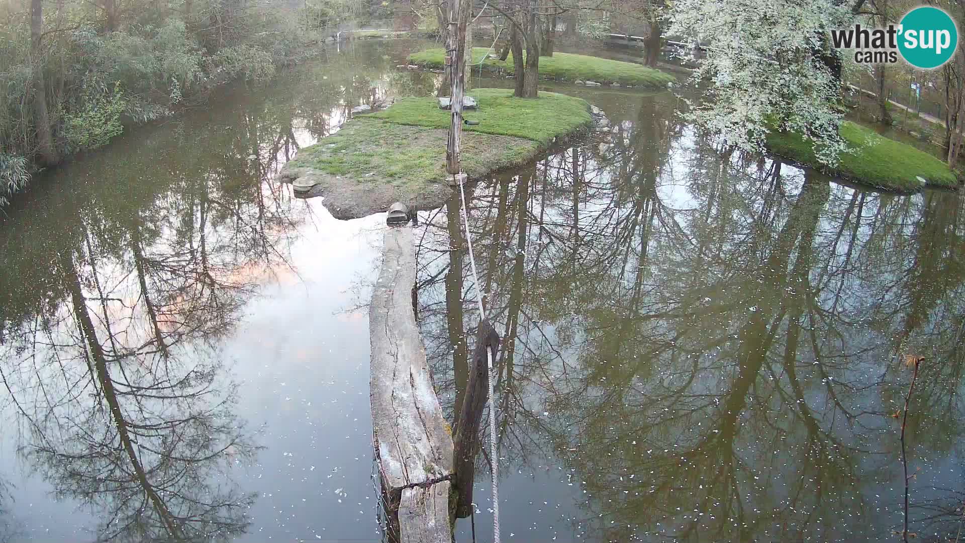 Vari noir et blanc – Ljubljana ZOO  livecam