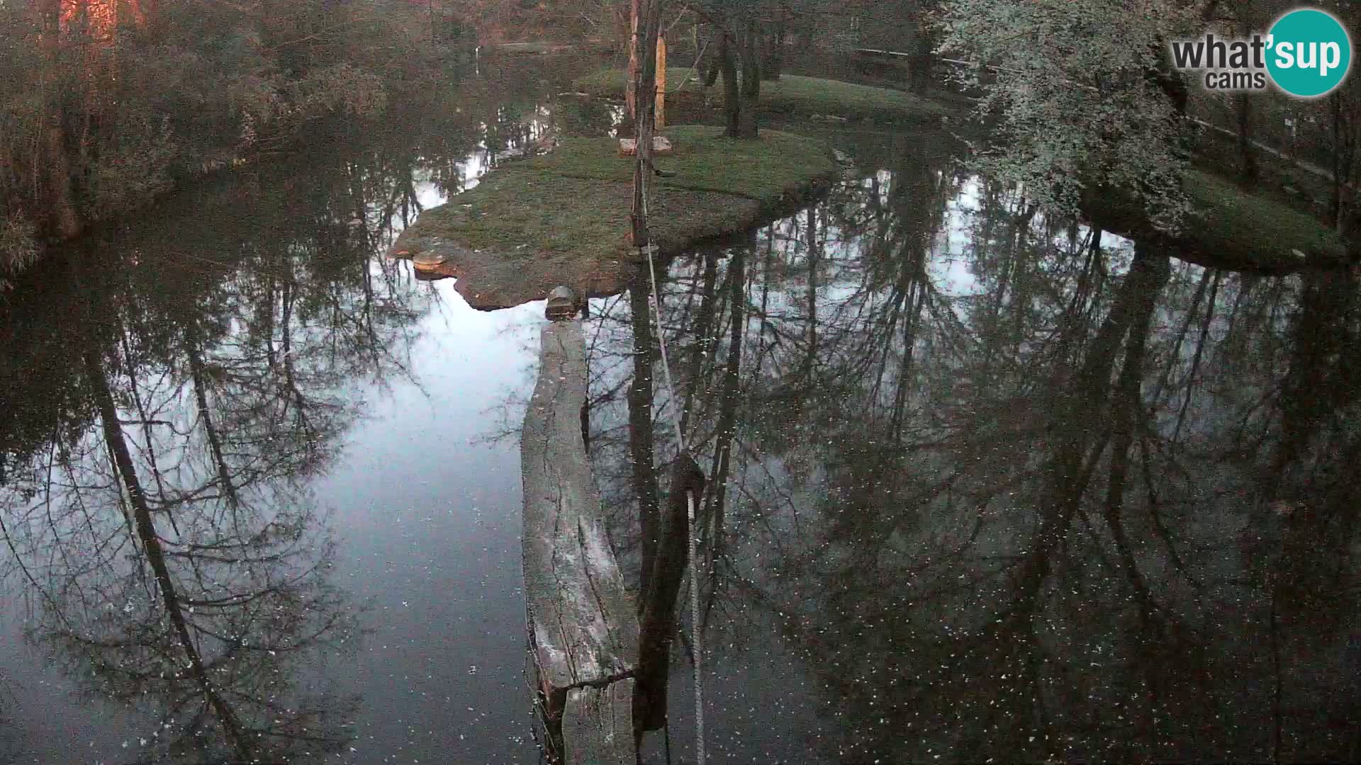 Vari bianconero Zoo Ljubljana webcam