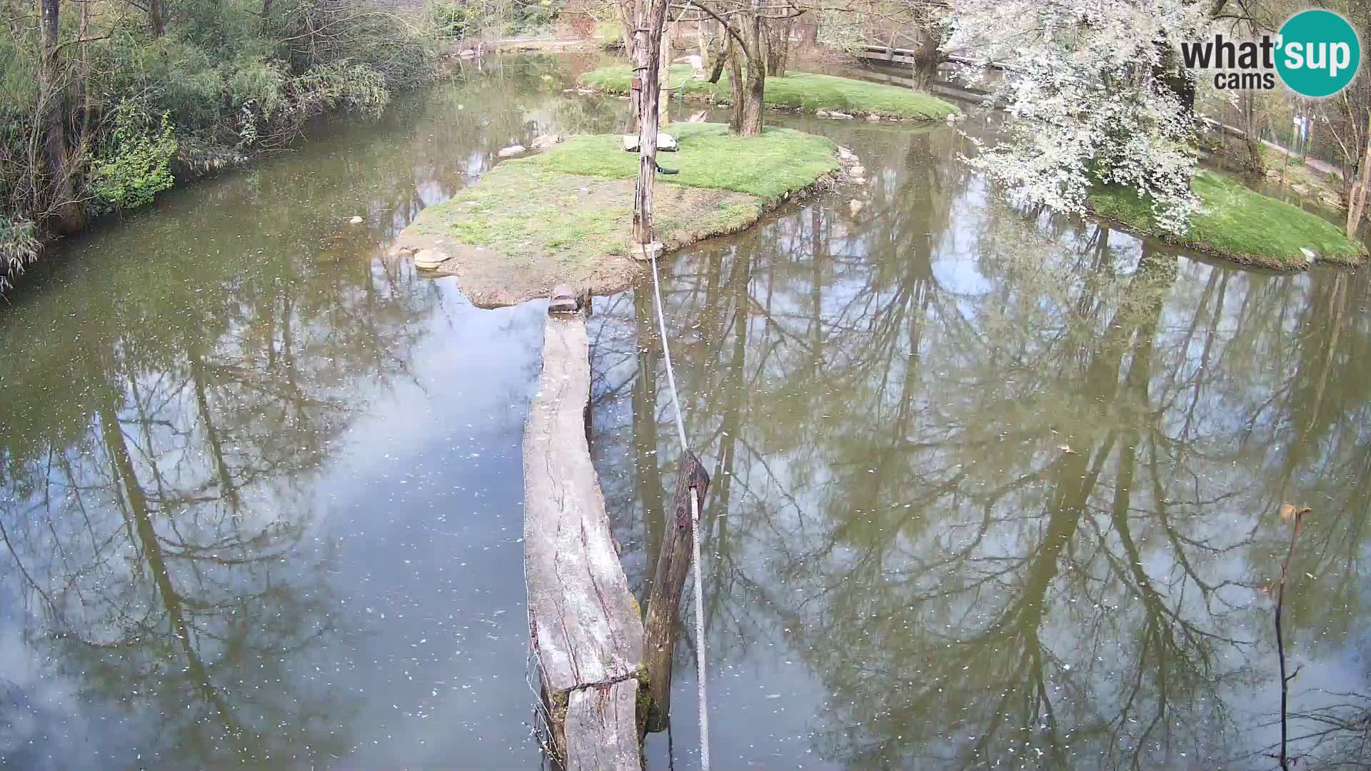 Navadni vari u živo – Ljubljana zoo