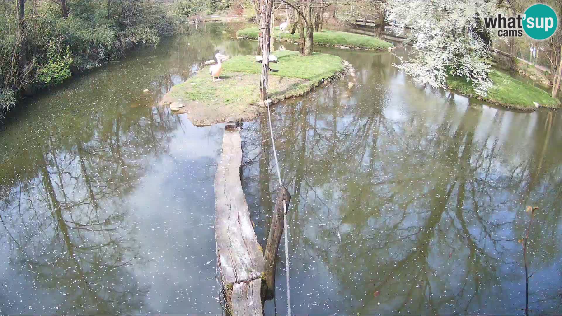Vari noir et blanc – Ljubljana ZOO  livecam