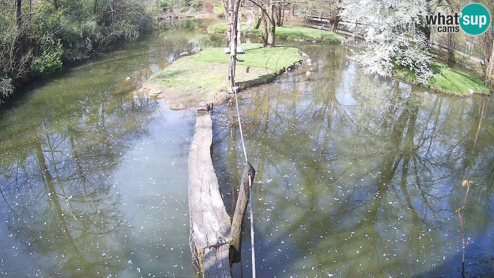Black and white ruffed lemur Ljubljana Zoo live cam
