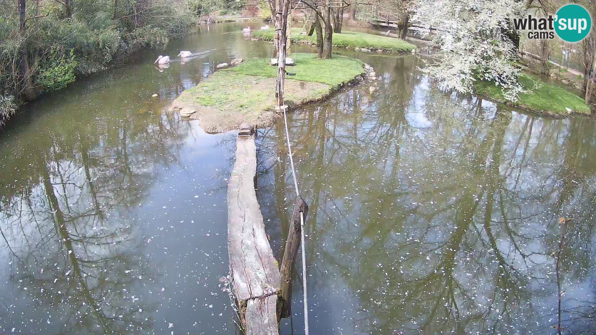 Navadni vari u živo – Ljubljana zoo