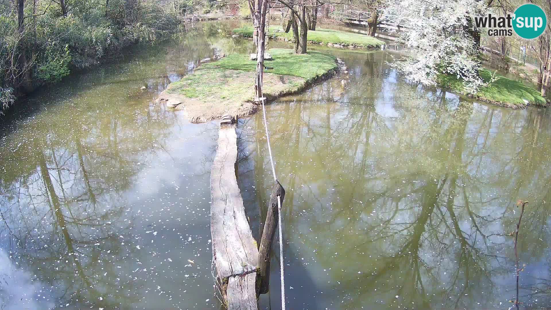 Schwarzweiße Vari Zoo Ljubljana webcam
