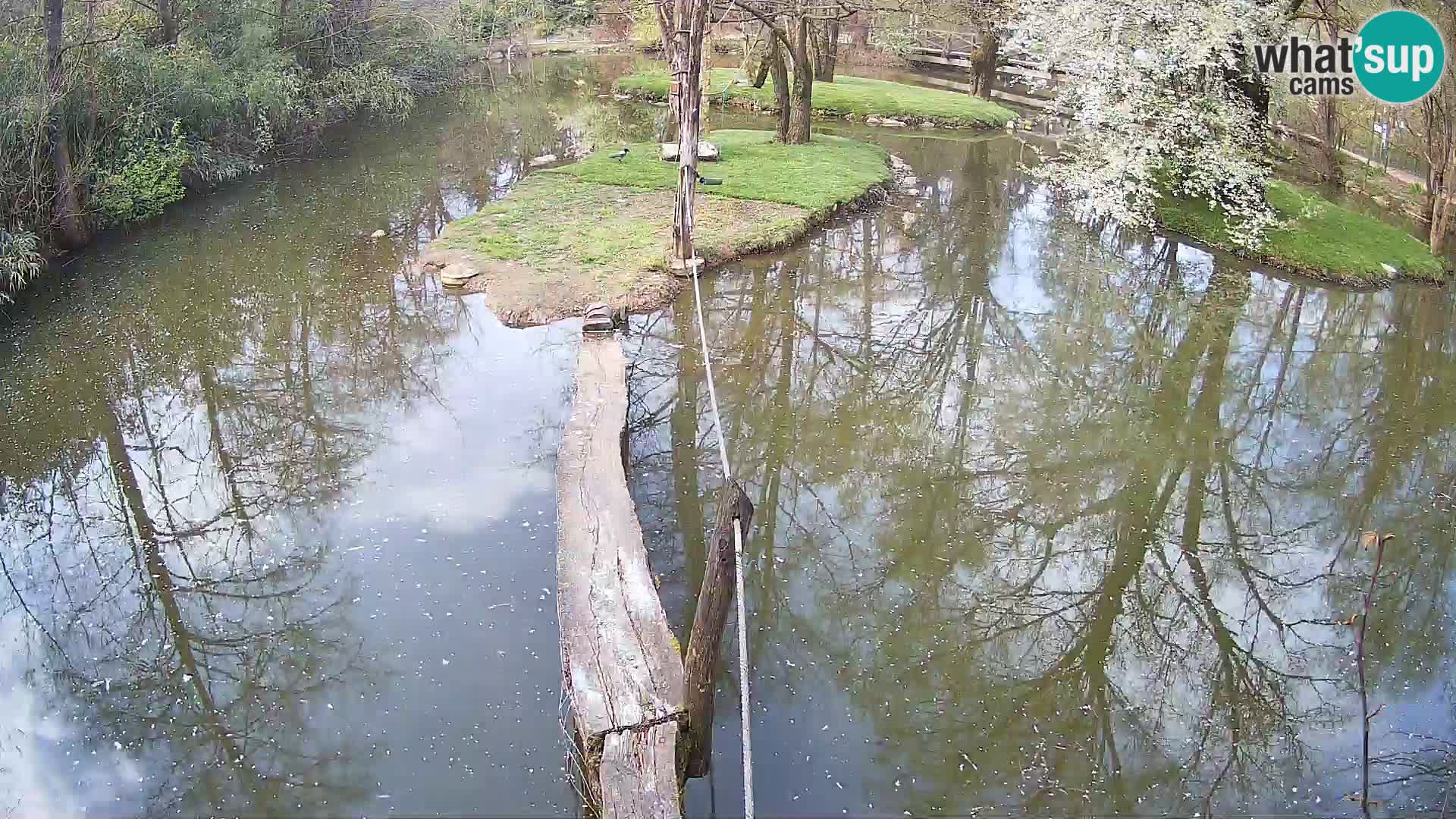 Lémur rufo blanco y negro – Ljubljana Zoo en vivo