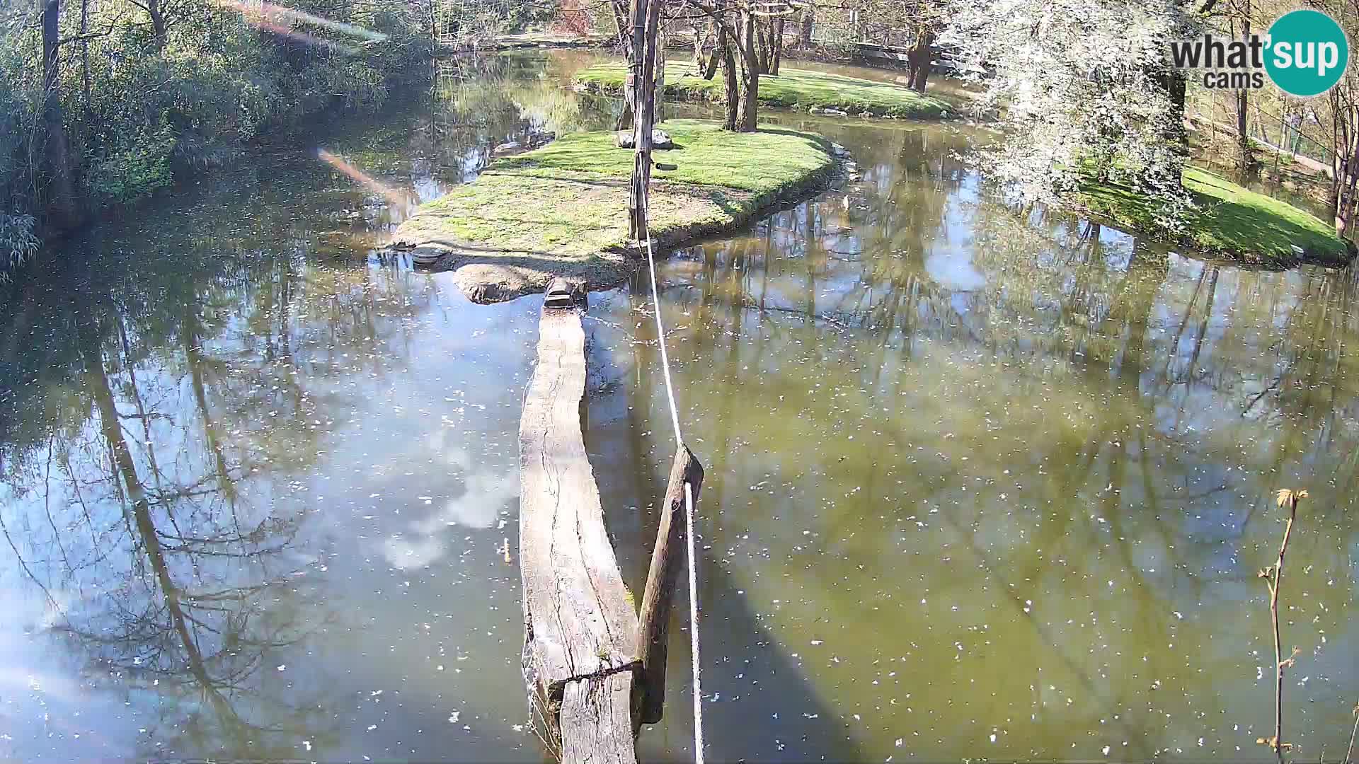 Schwarzweiße Vari Zoo Ljubljana webcam