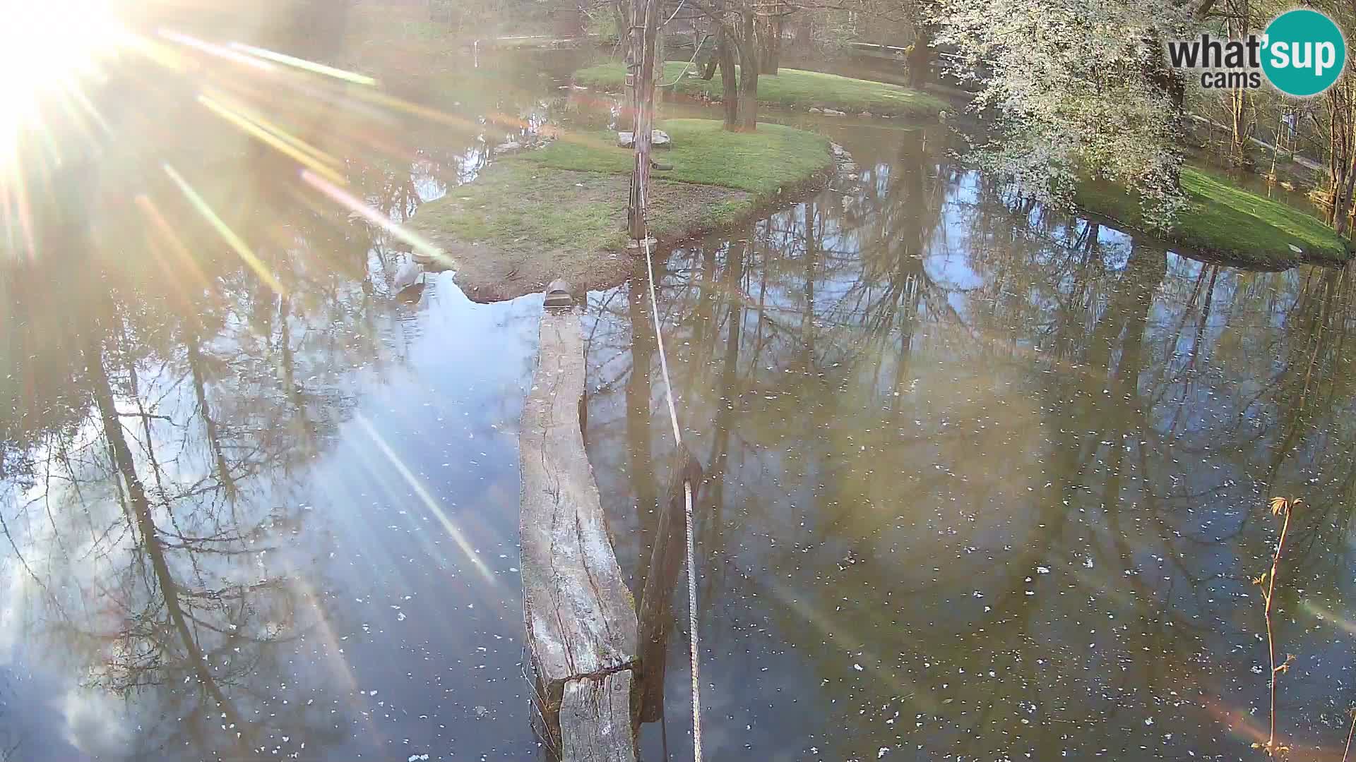 Navadni vari v živo – Ljubljana živalski vrt