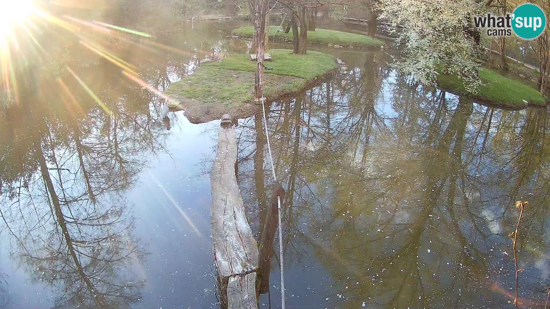 Lémur rufo blanco y negro – Ljubljana Zoo en vivo