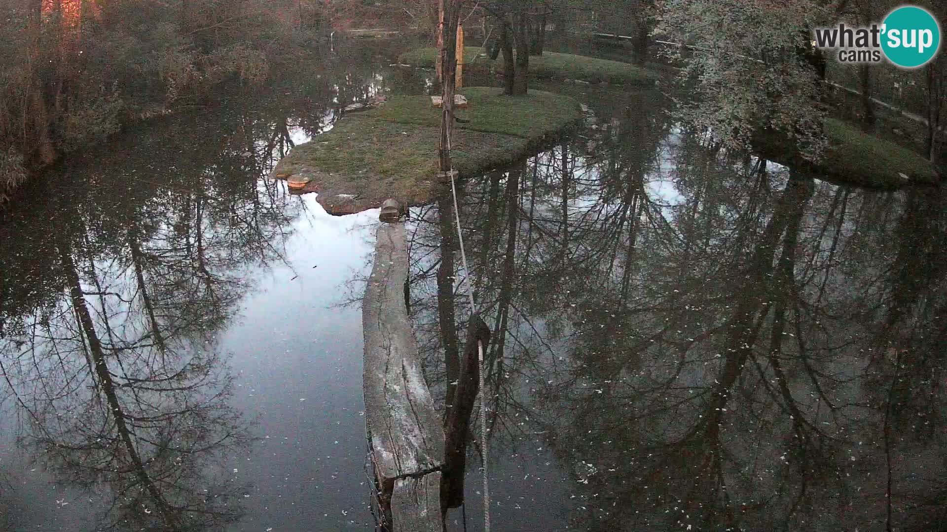 Vari noir et blanc – Ljubljana ZOO  livecam