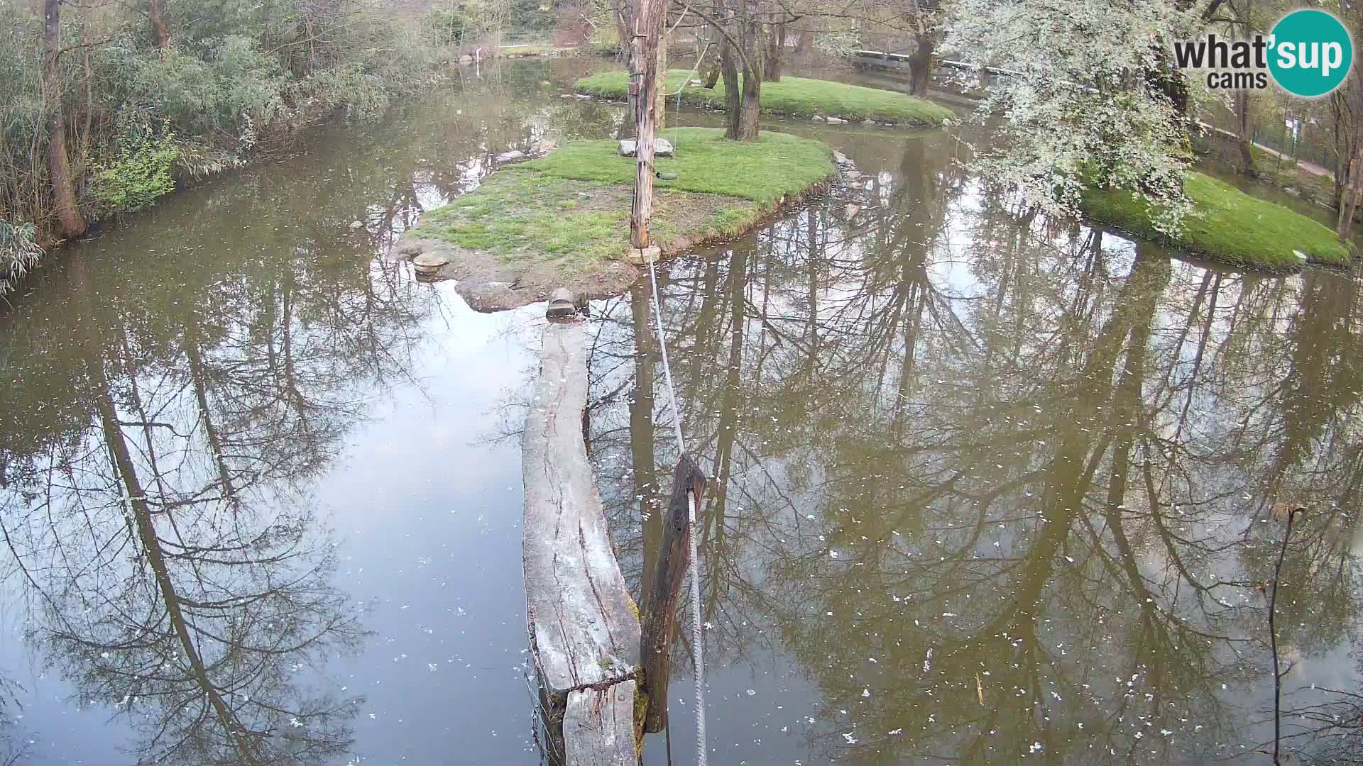 Black and white ruffed lemur Ljubljana Zoo live cam